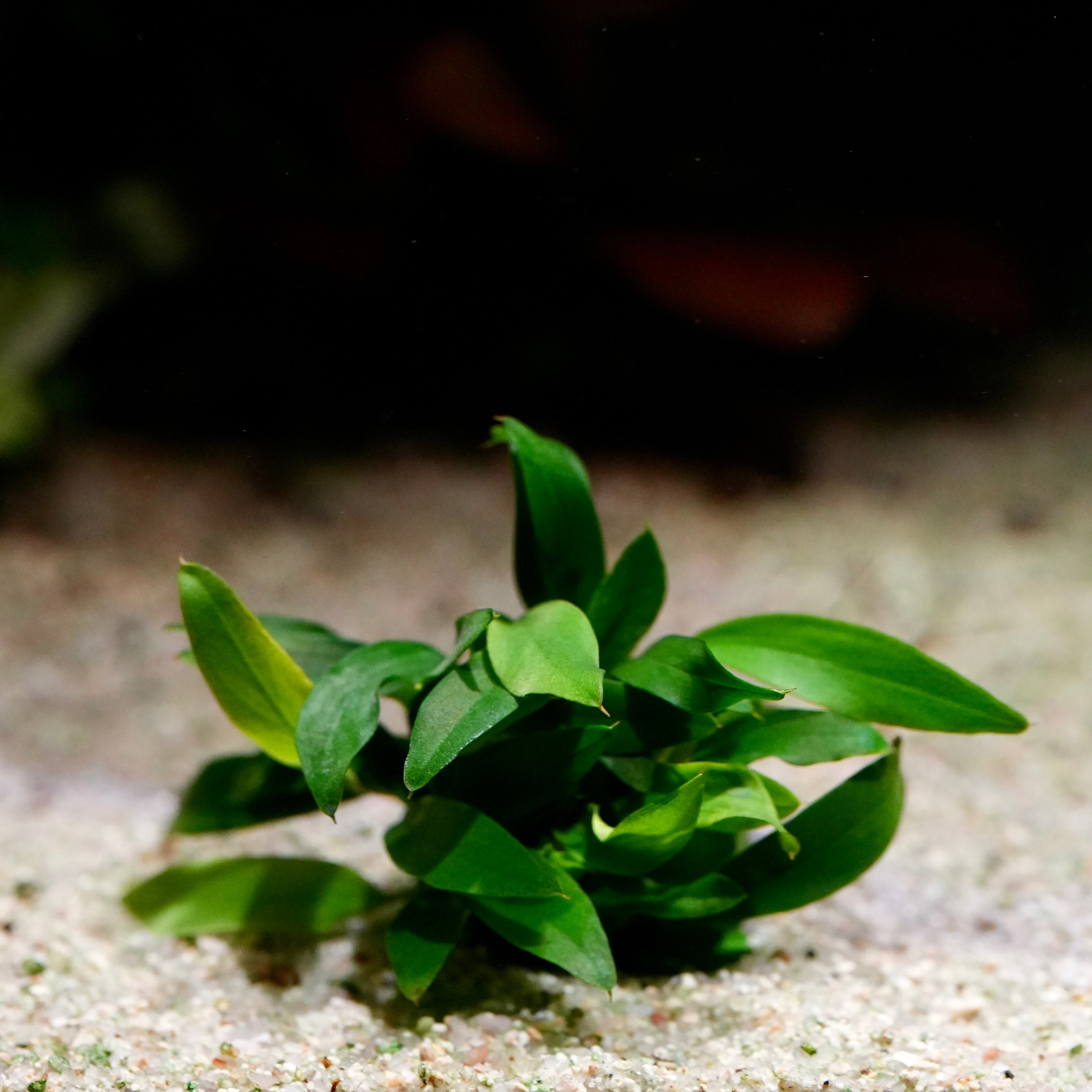 Side profile of anubias chili jalapeno rare aquarium plant