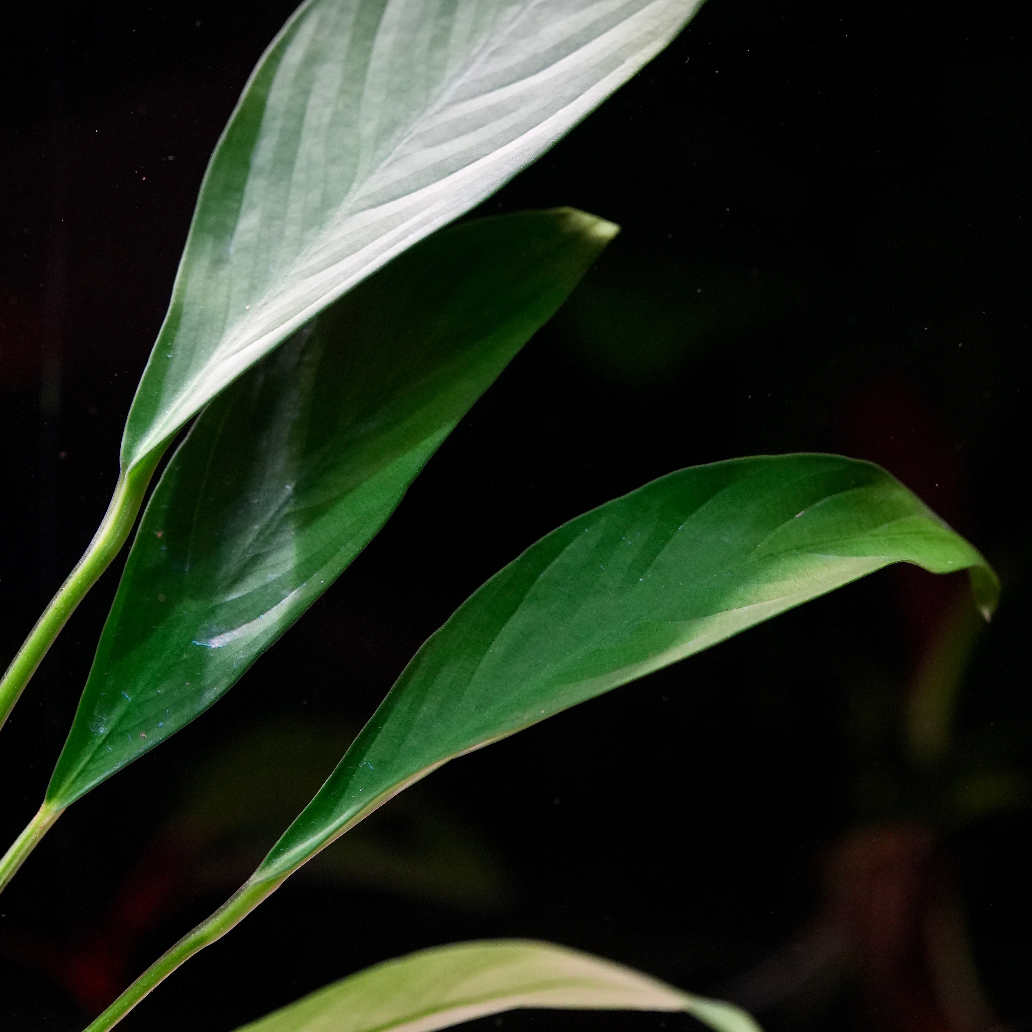 Macro shot of anubias congensis aquarium plant leaf