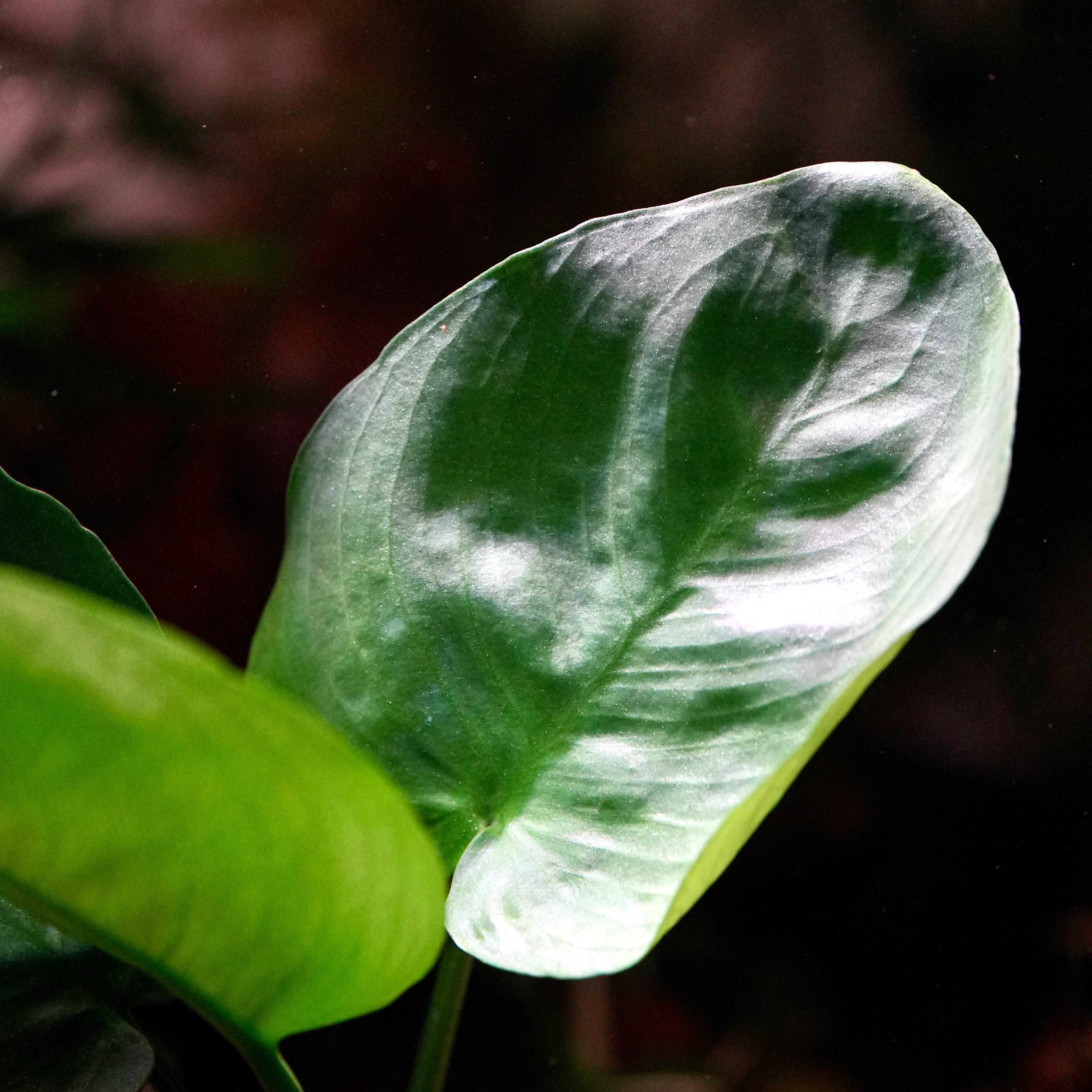 Macro shot of anubias emerald round aquarium epiphyte plant leaf