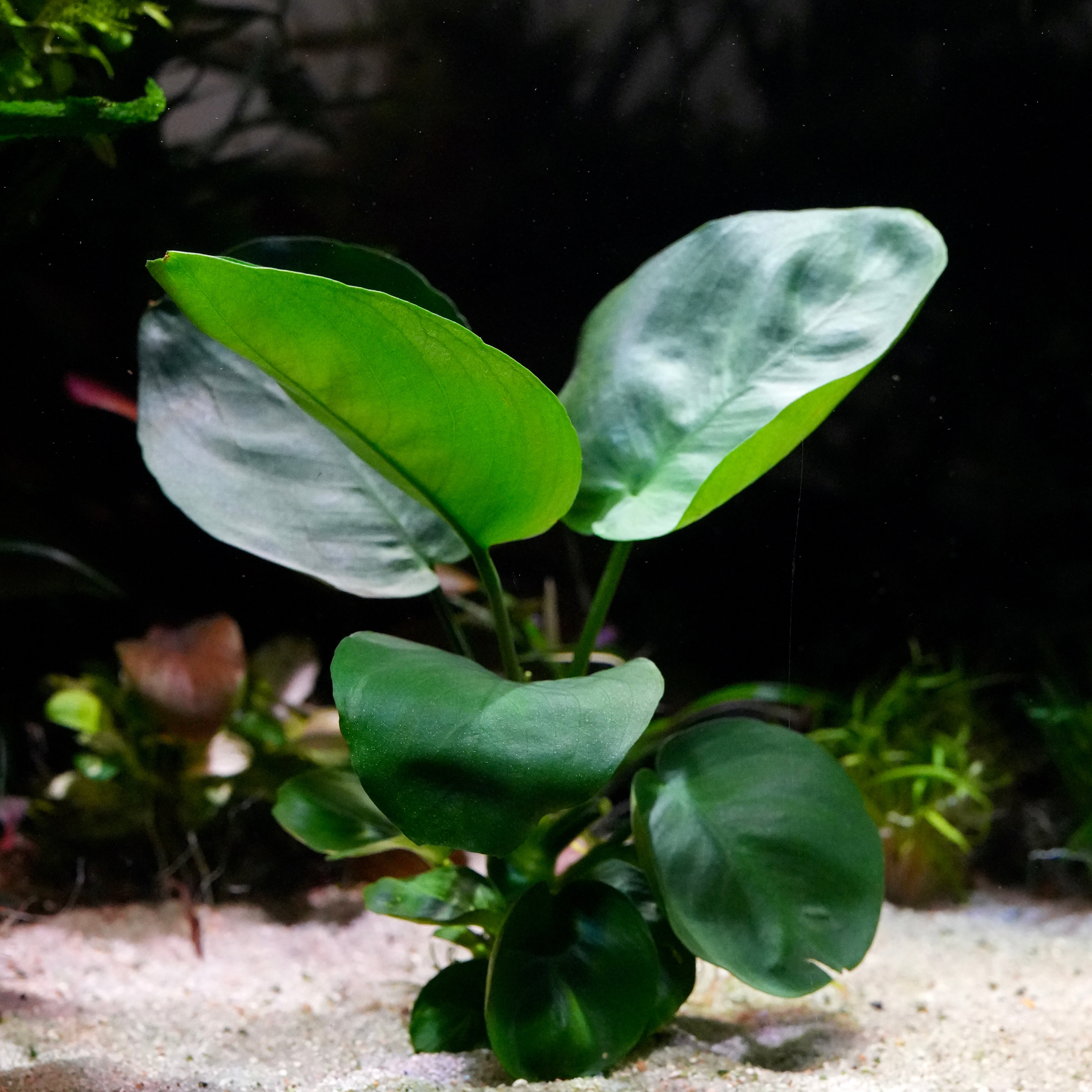 Deep green anubias emerald round aquarium epiphyte plant in sand