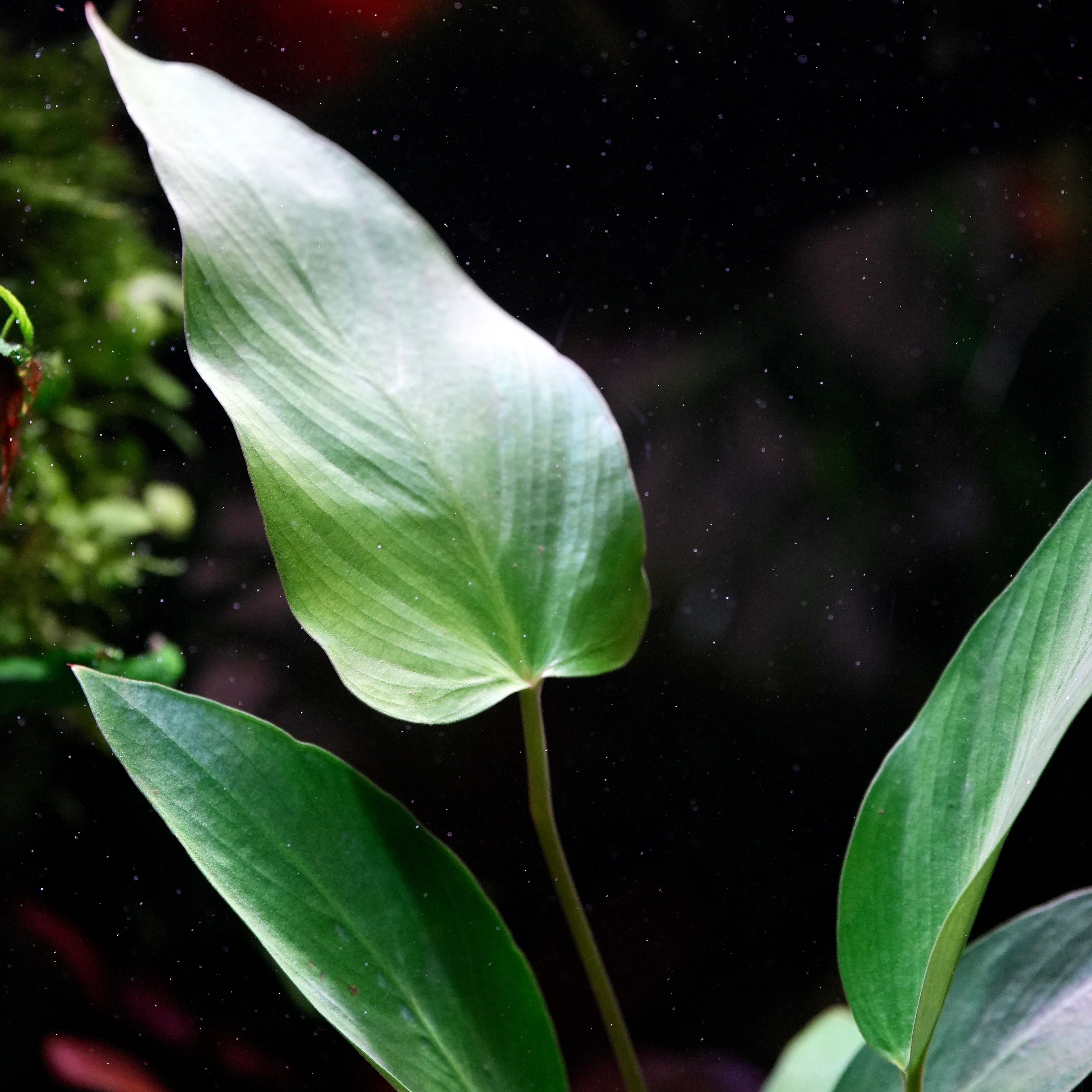 Macro shot of anubias hastifolia aquarium epiphyte plant