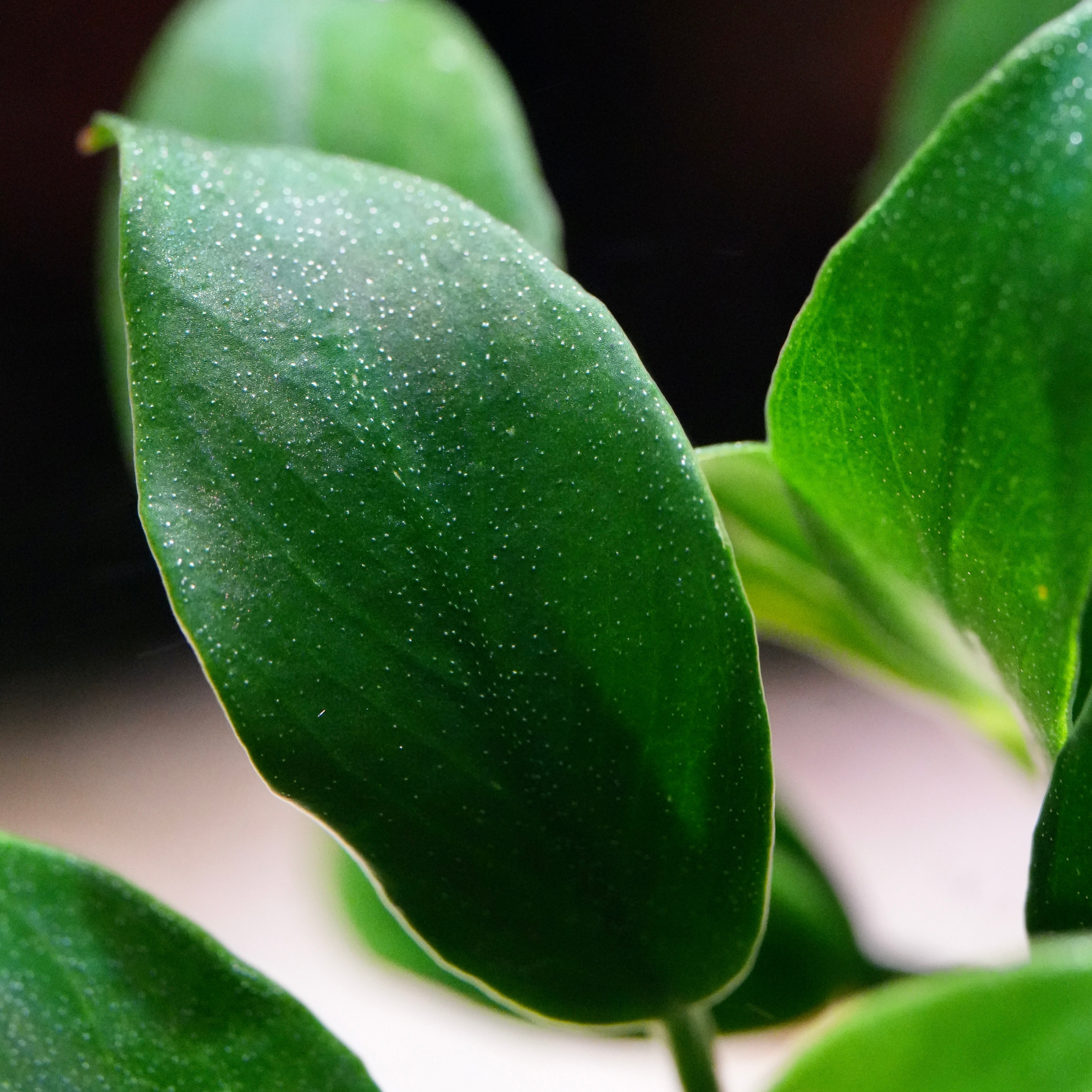 Macro of anubias jungle star rare aquarium plant leaf