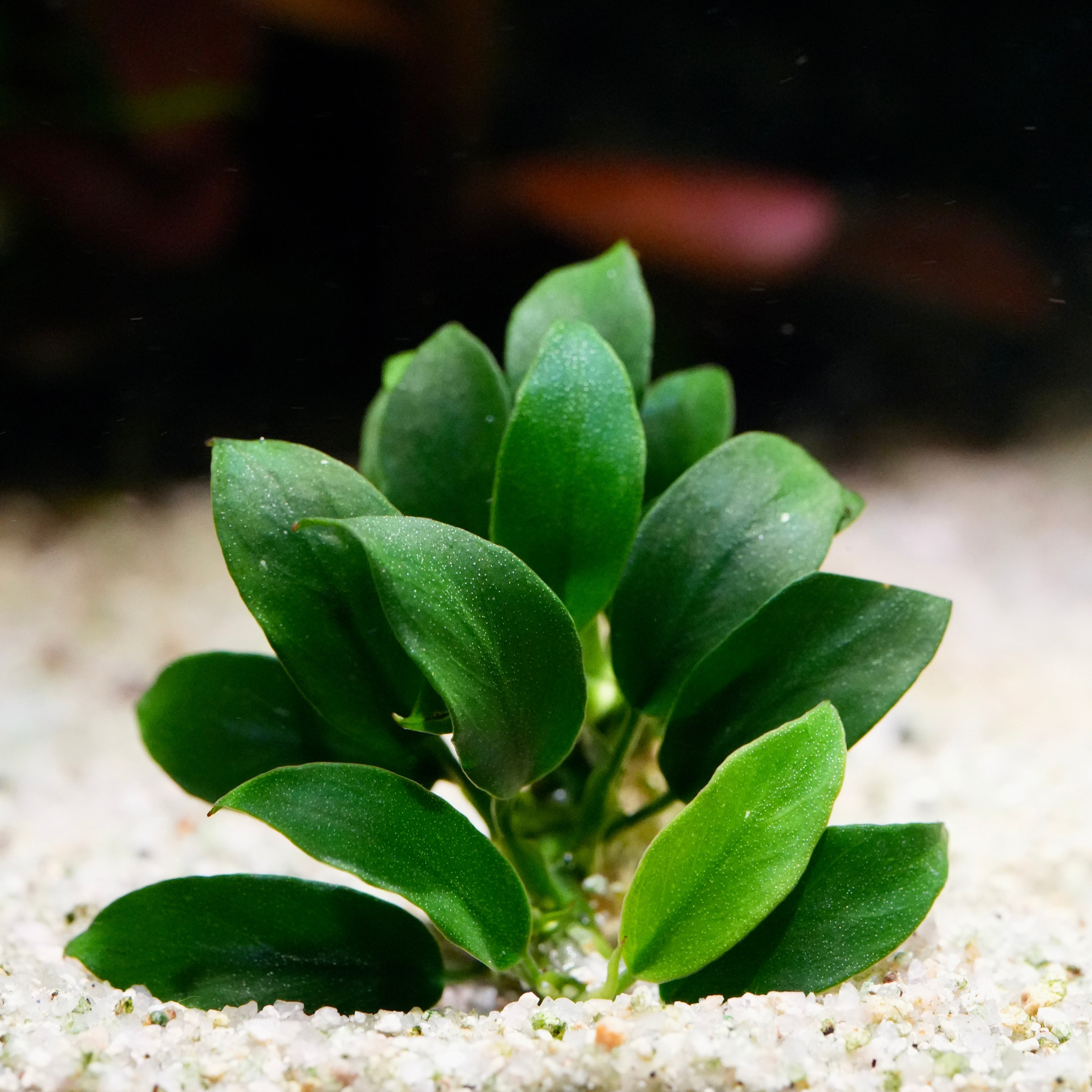 Small green anubias jungle star rare aquarium plant on a sandy surface with a blurred background