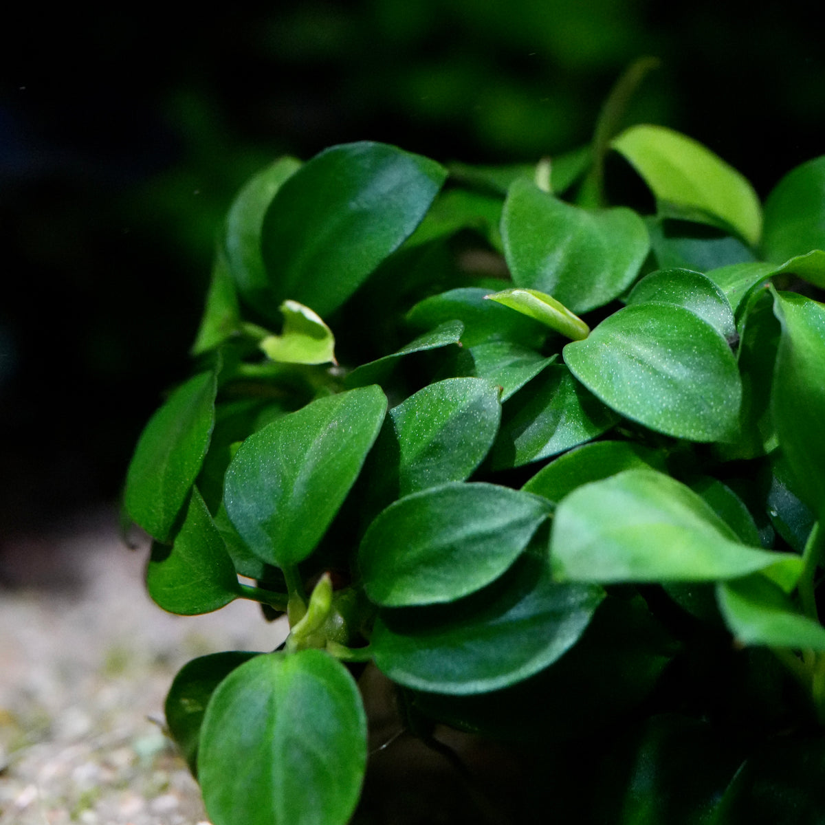 A close-up of a green leafy anubias mini round rare aquarium epiphyte plant with glossy oval-shaped leaves.