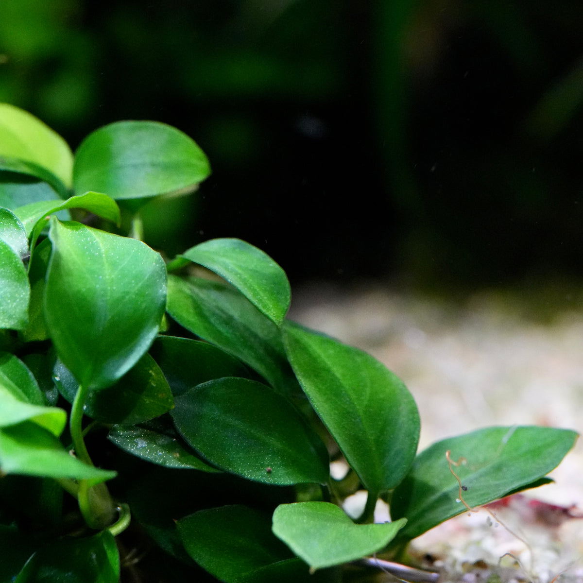 Close-up of a green anubias mini round rare aquarium epiphyte plant with rounded, glossy leaves growing in shallow water over light gravel.