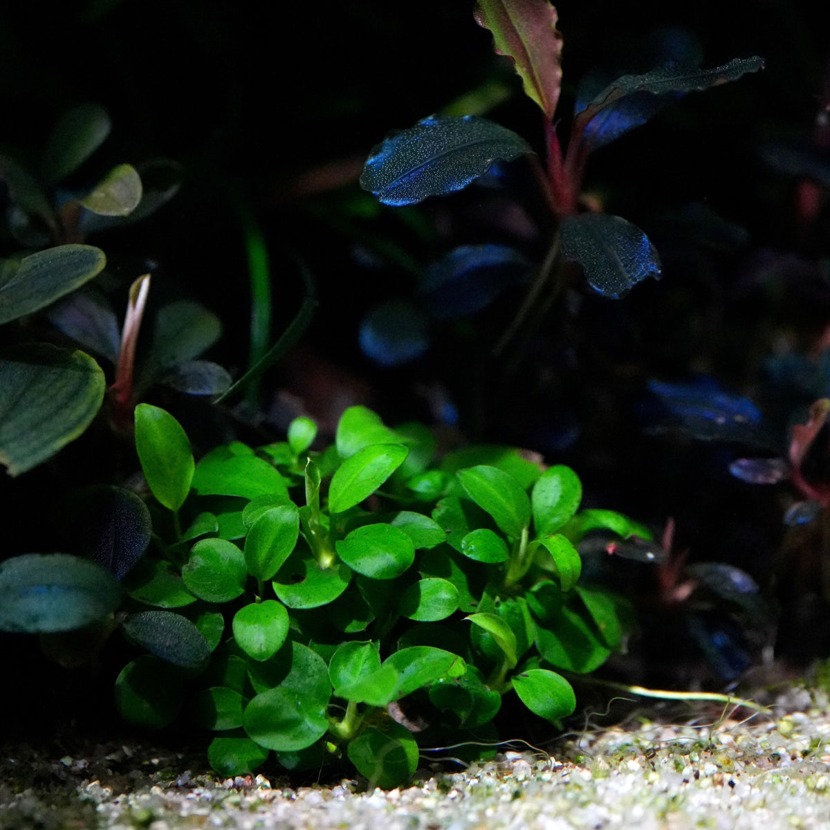 A close-up of a small cluster of bright green anubias mini round aquarium epiphyte plant in an aquascape.