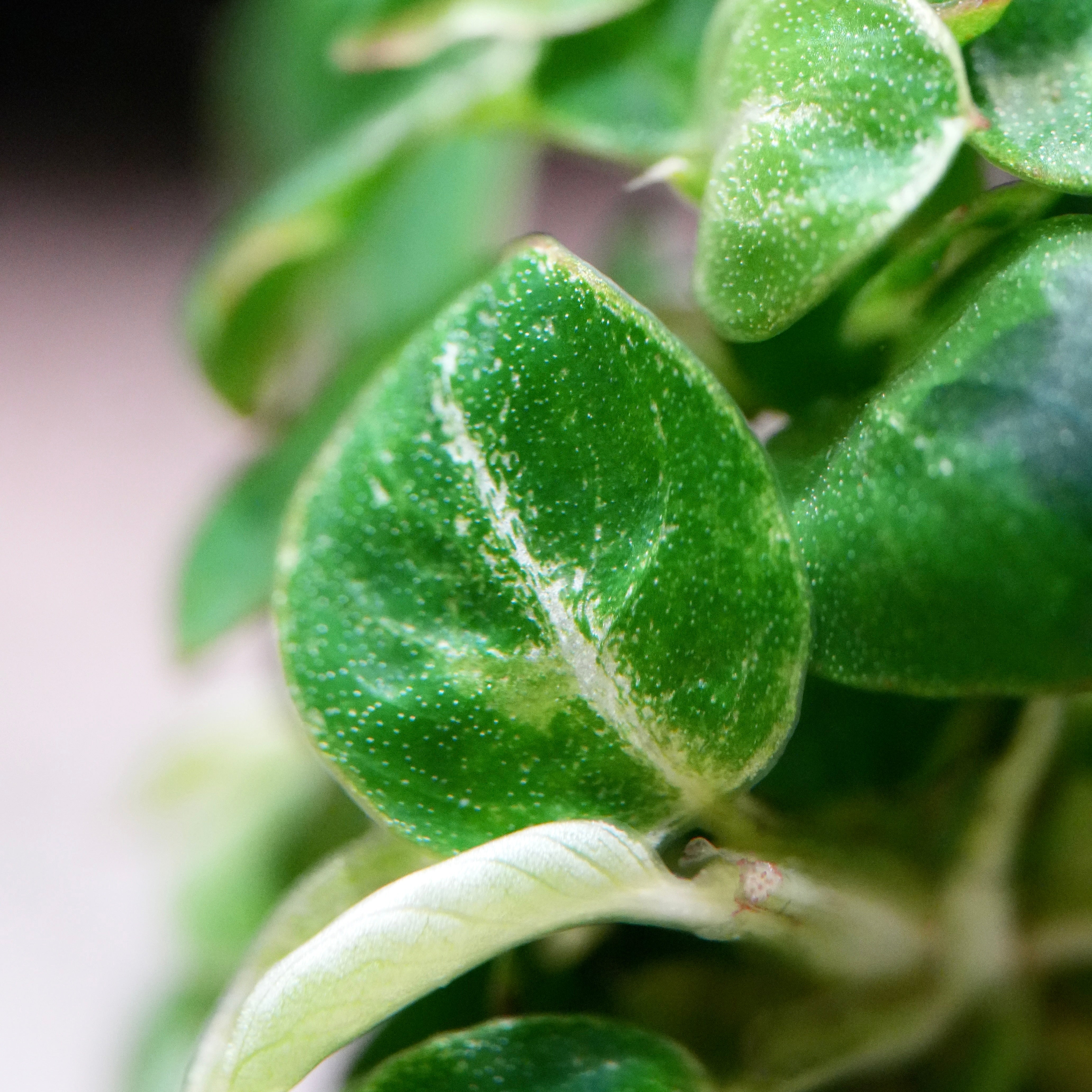 Close-up of anubias mini stardust rare aquarium plant leaf with a blurred background