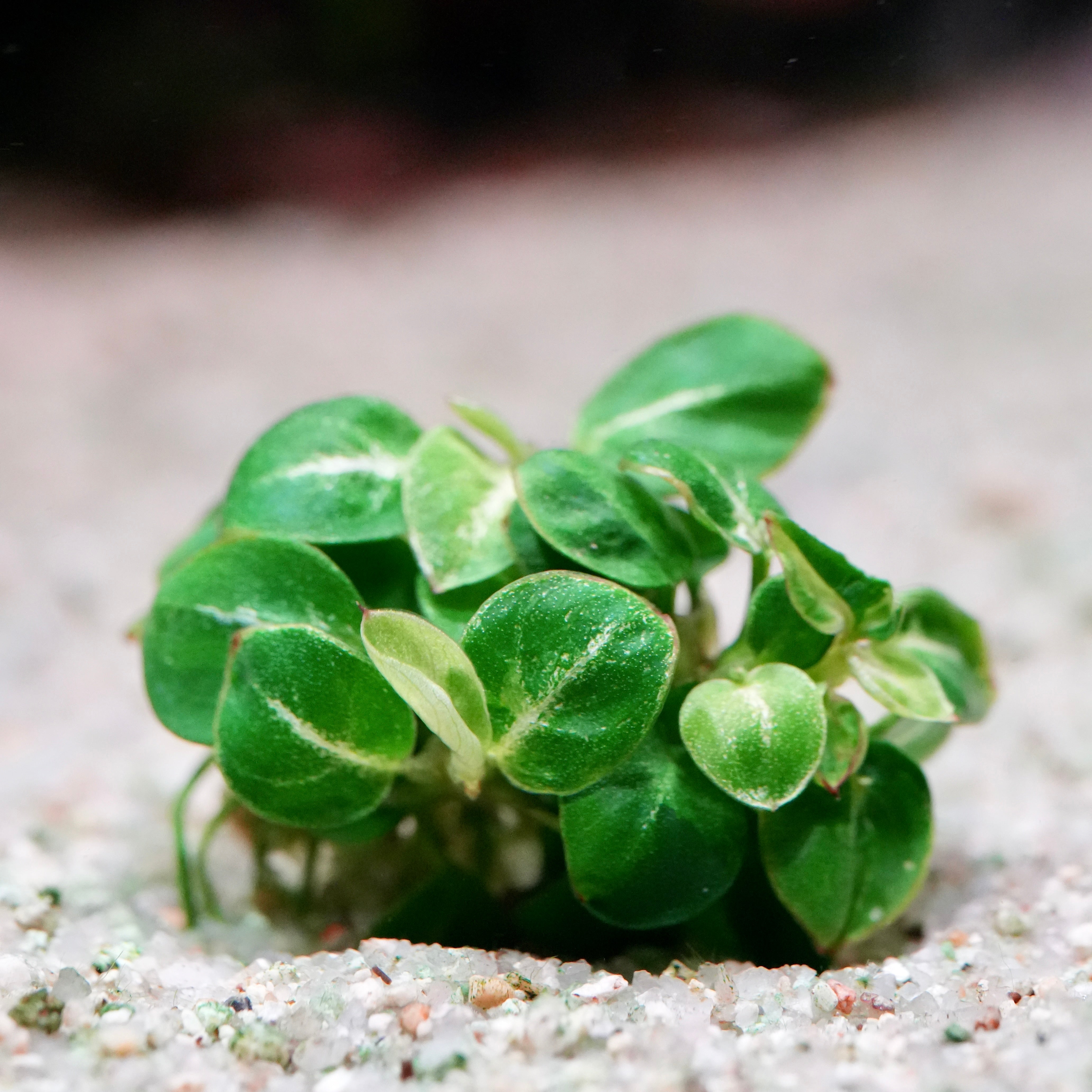 Anubias 'Mini Stardust' - Rare Aquarium Plant