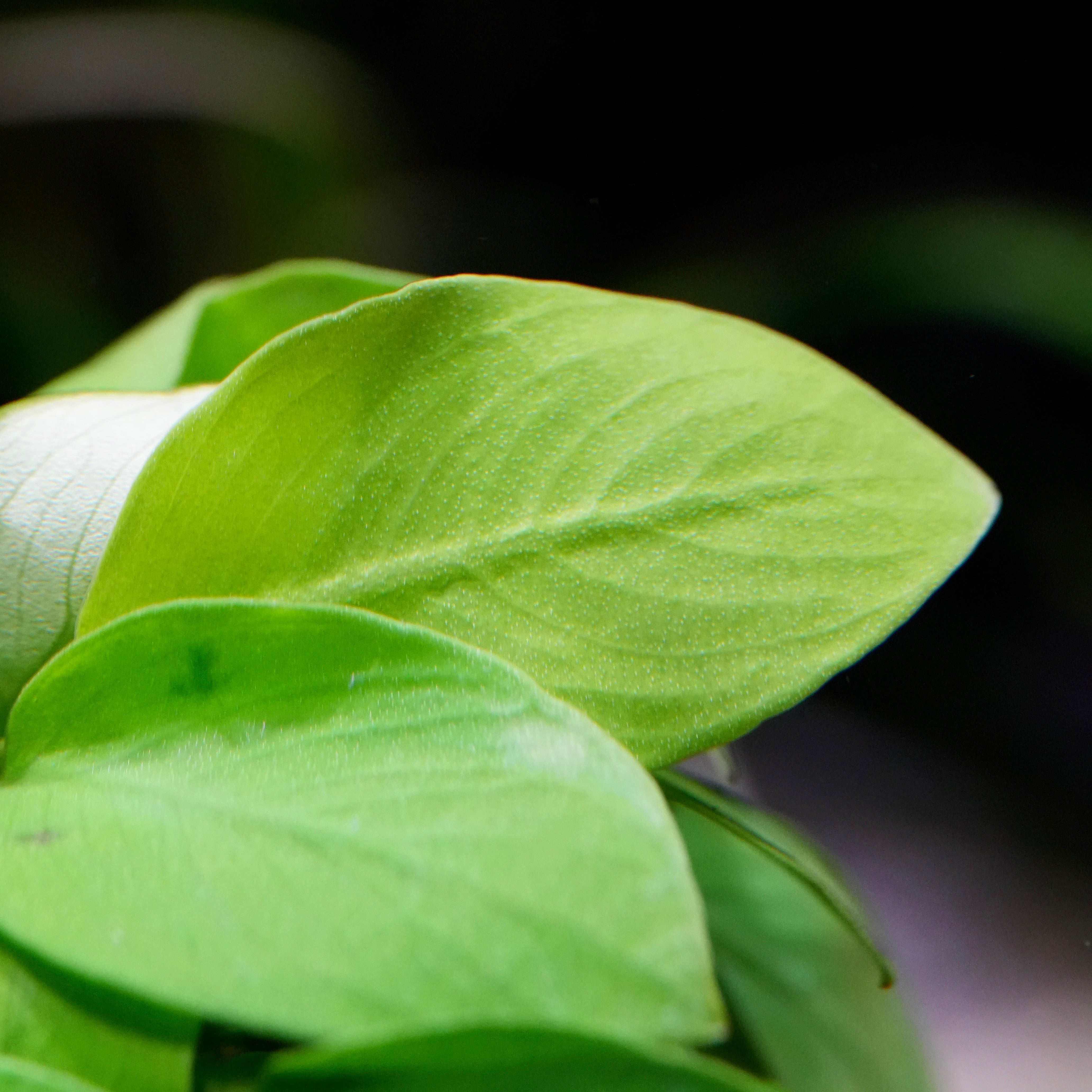 Macro shot of anubias nana golden aquarium epiphyte plant leaf