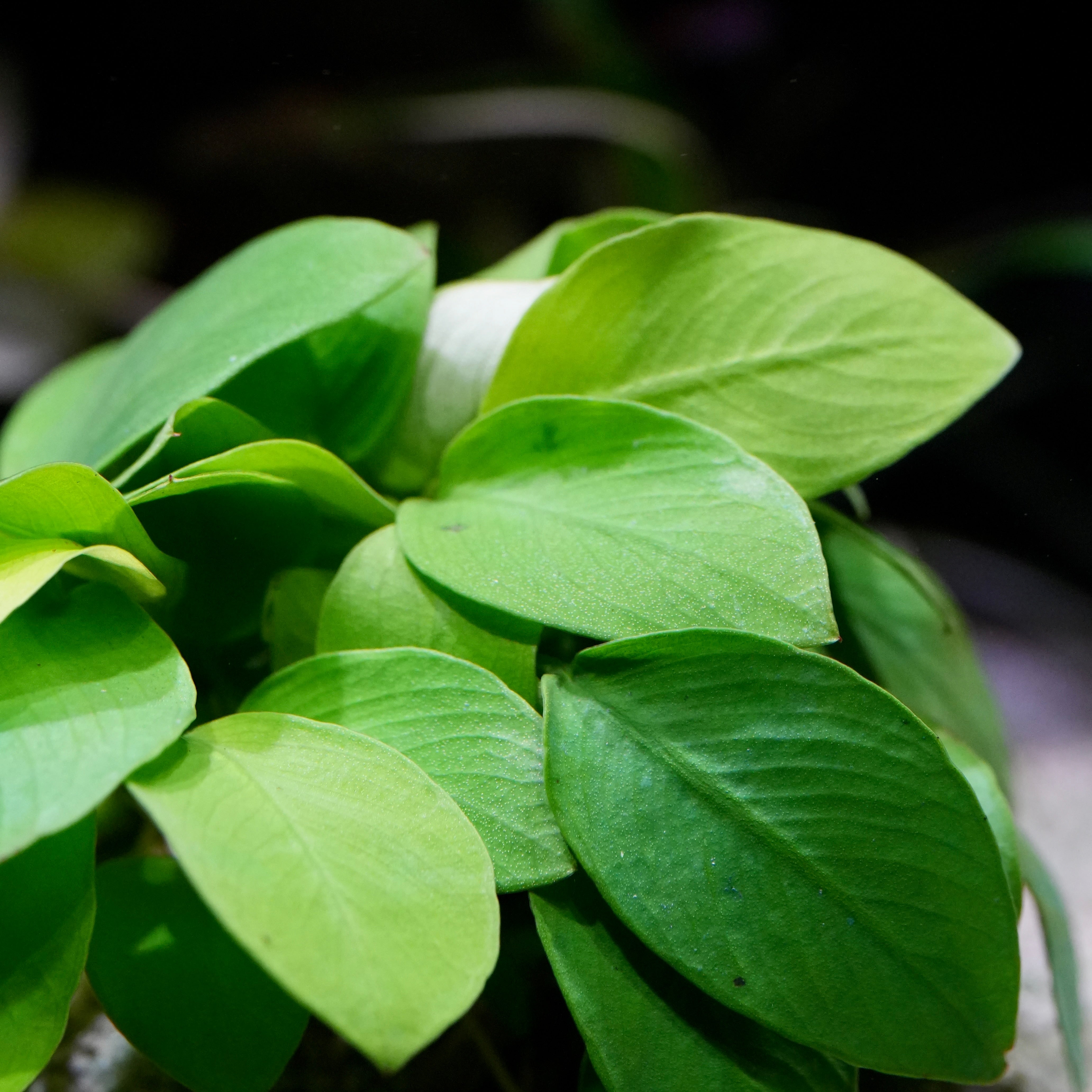 Close-up of green leaves of anubias nana golden aquarium epiphyte plant