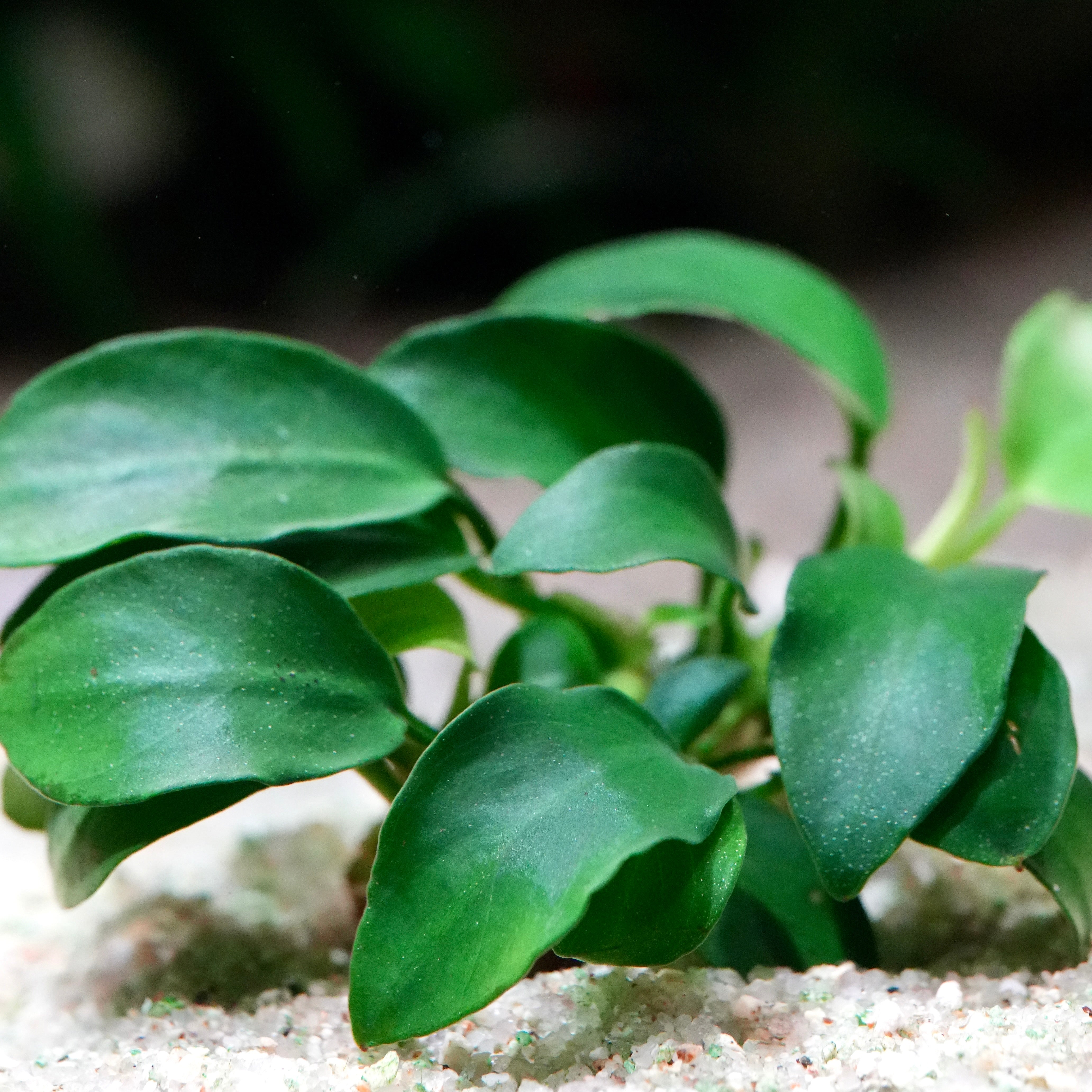 Close-up of a green leafy anubias nana petite aquarium plant with a blurred background