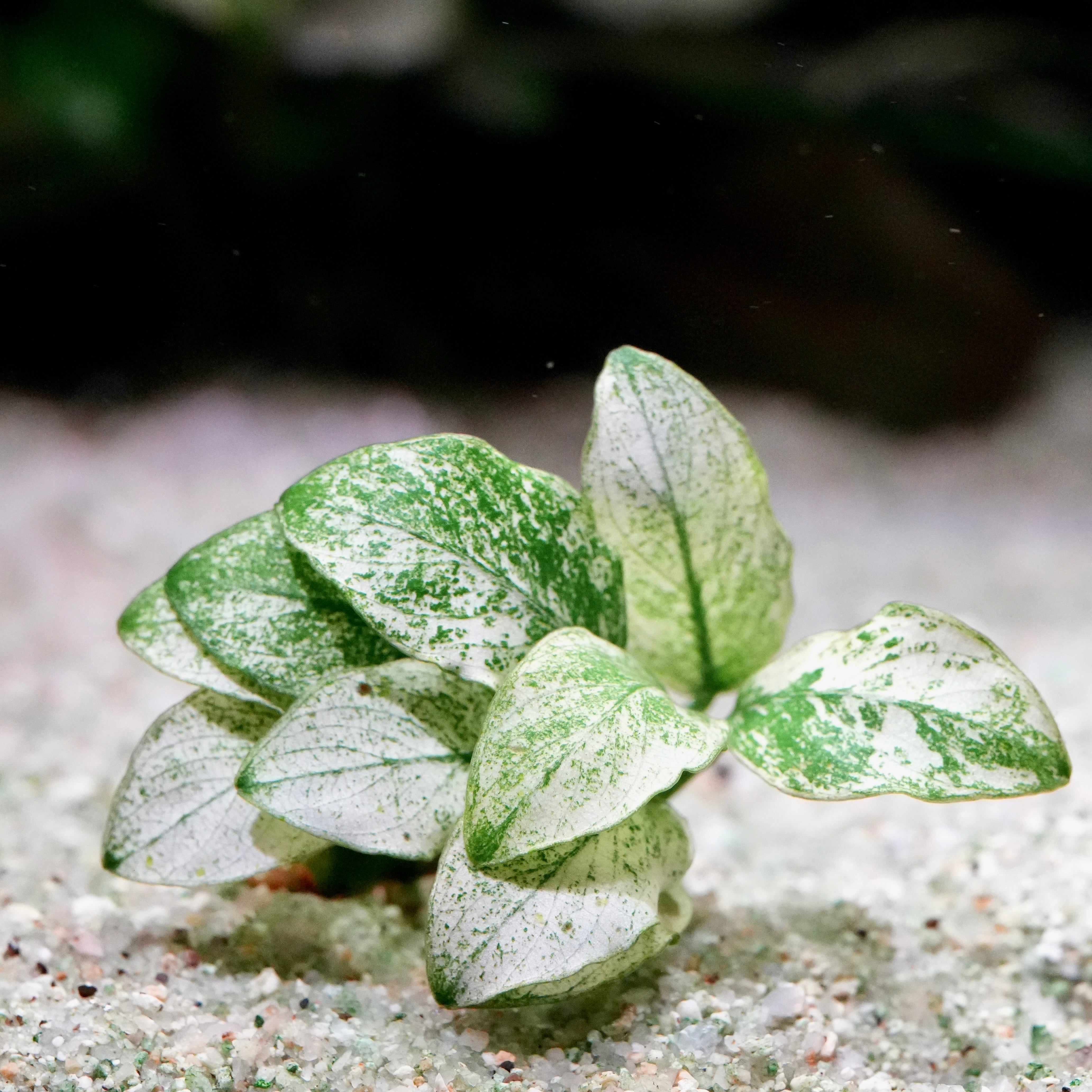 Compact anubias nana petite white aquarium epiphyte plant in sand