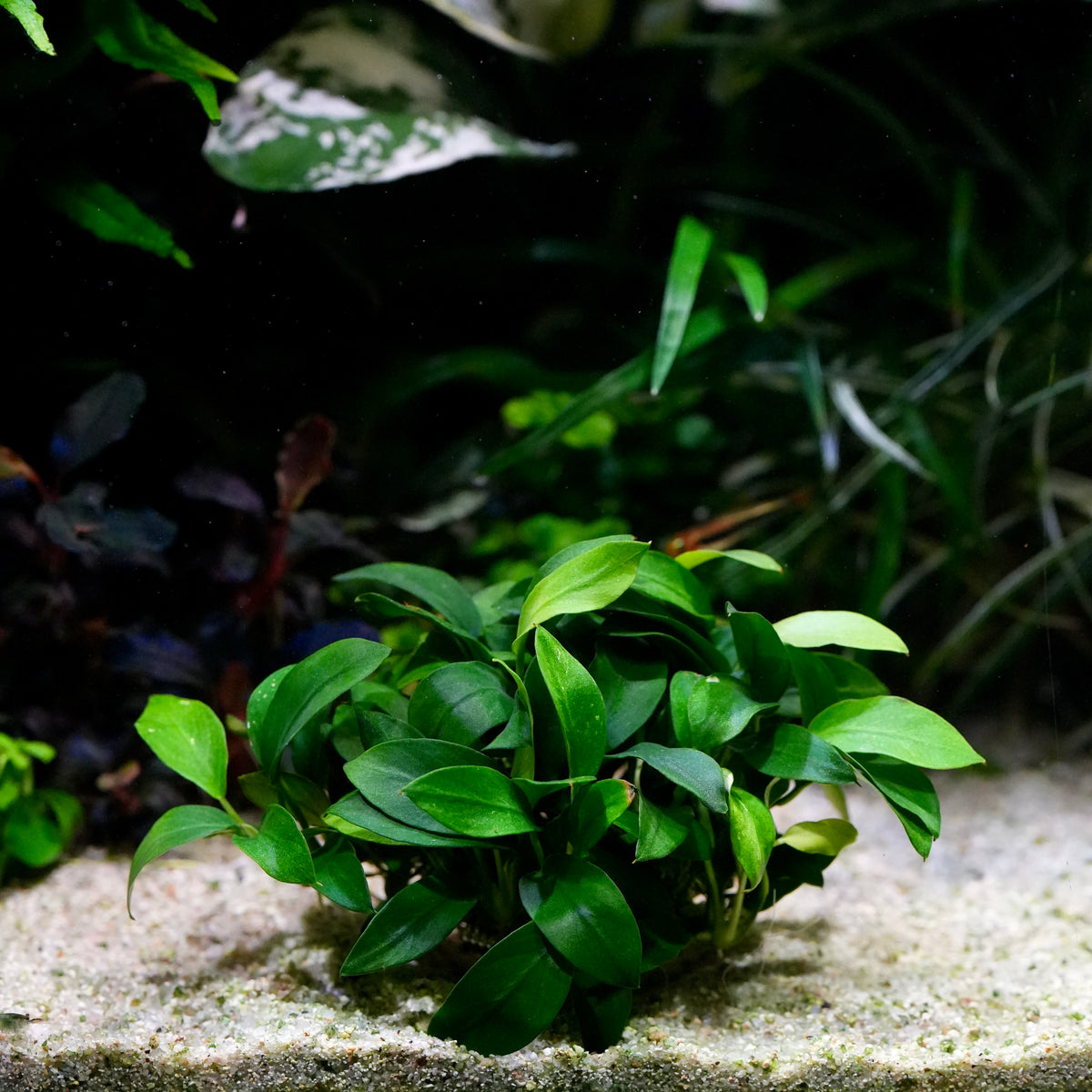 A small cluster of green anubias pangolino rare aquarium epiphyte plant growing on a light sandy substrate.