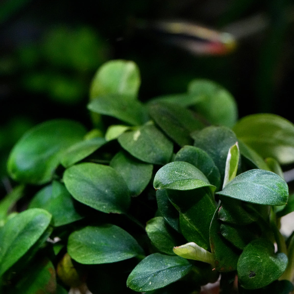 Close-up of a green leafy anubias petite mini rare aquarium epiphyte plant with rounded, glossy leaves in a dark, natural setting.