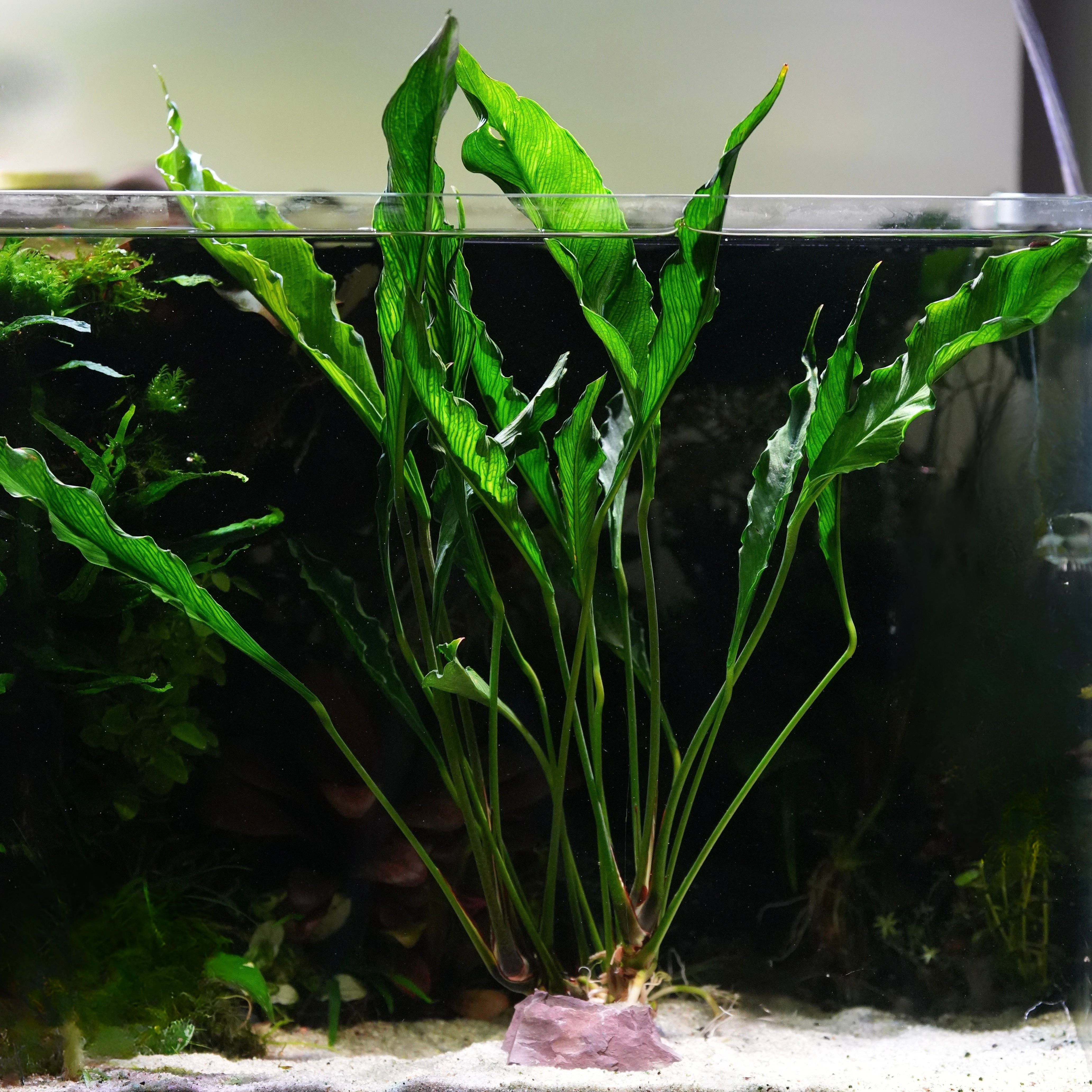 Anubias heterophylla 'Supernova' - Rare Plant
