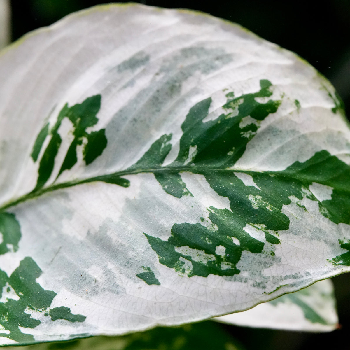 Close-up of a variegated anubias var king leaf with a white to silver-gray base and irregular green patches.