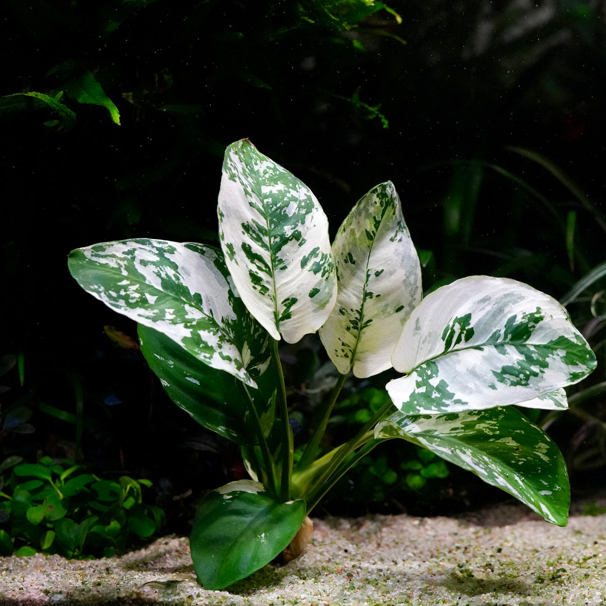 An anubias var king high grade epiphyte rare aquarium plant with variegated white and green leaves, shown in a dark aquarium setting with sand.