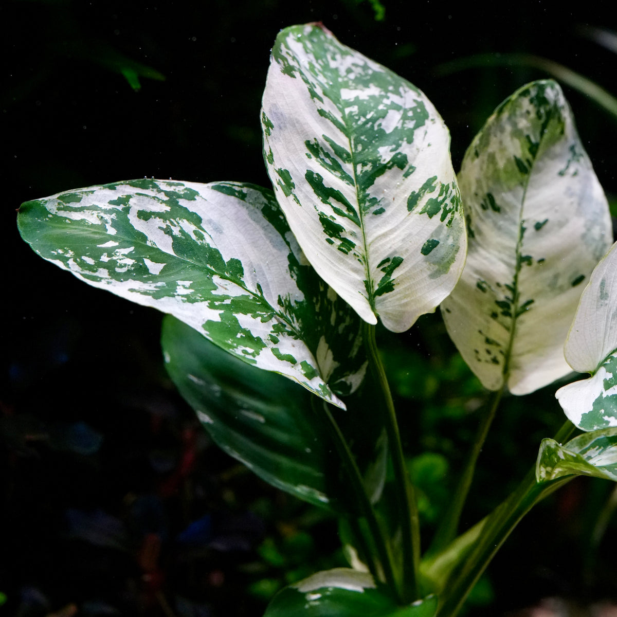 Variegated anubias var king aquatic plant with large white and green mottled leaves, photographed underwater against a dark background.
