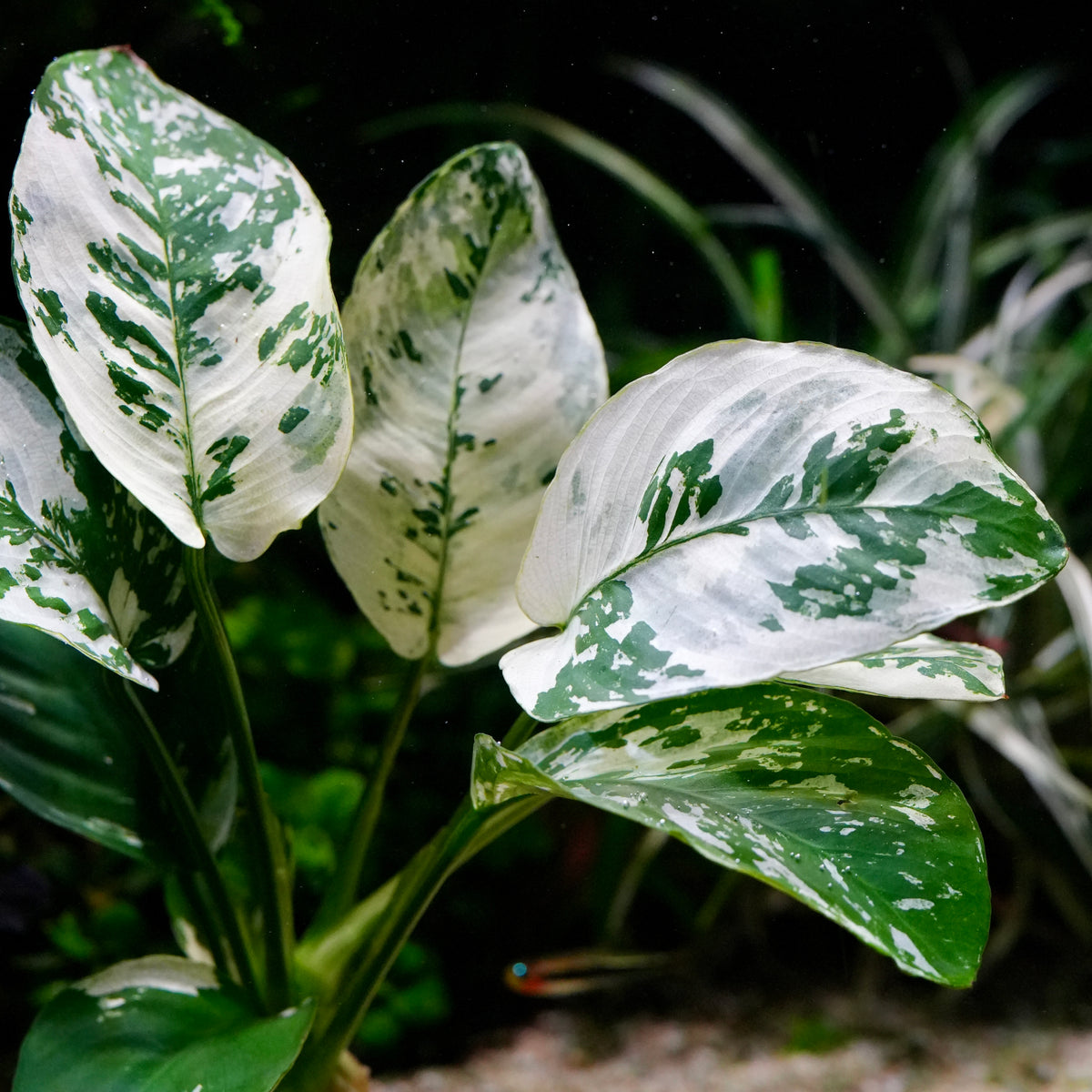 Close-up of variegated anubias var king aquatic plant leaves with white and green mottled patterns, photographed underwater with a dark, blurred background.