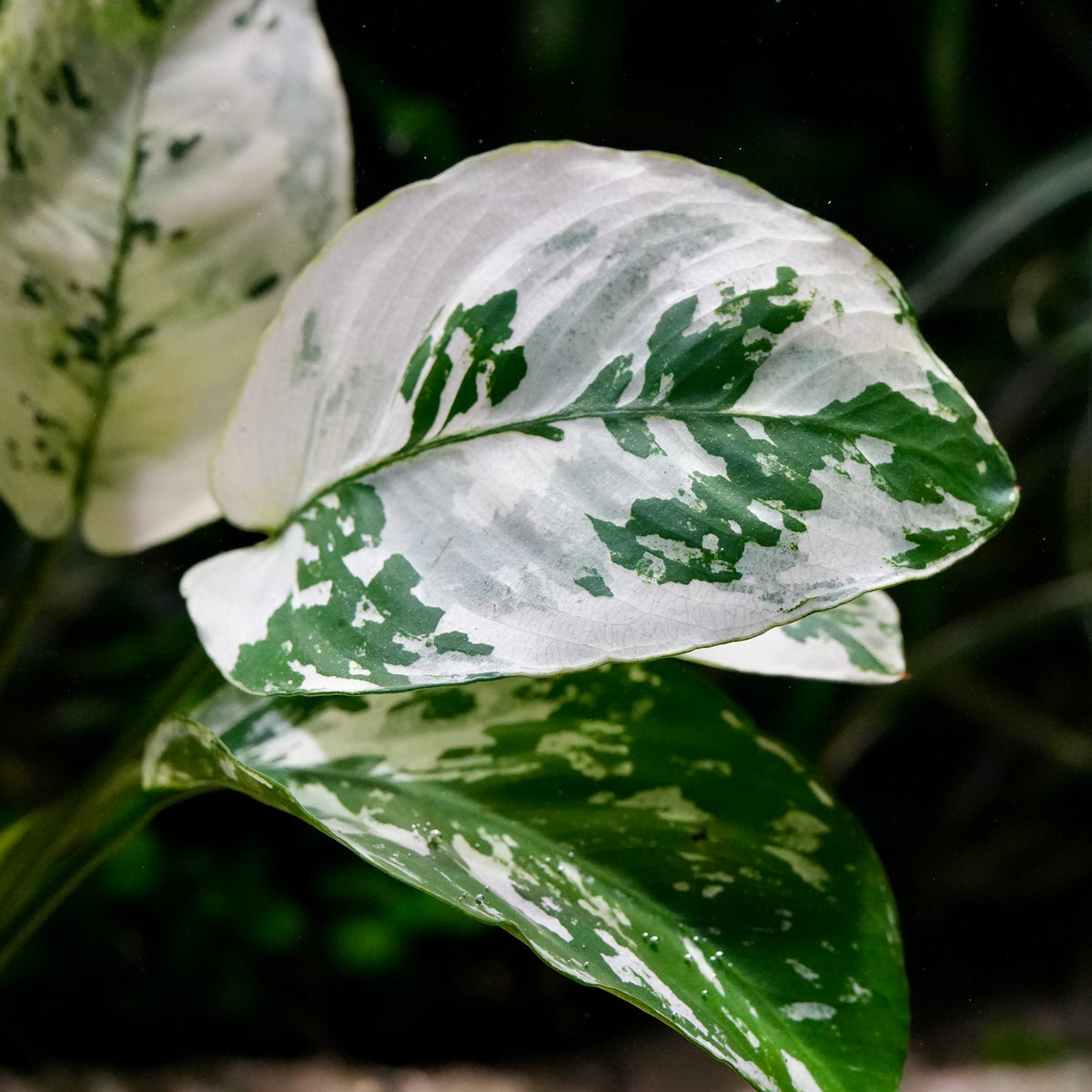 Close-up of variegated anubias var king leaves with large white and green mottled foliage against a dark blurred background.
