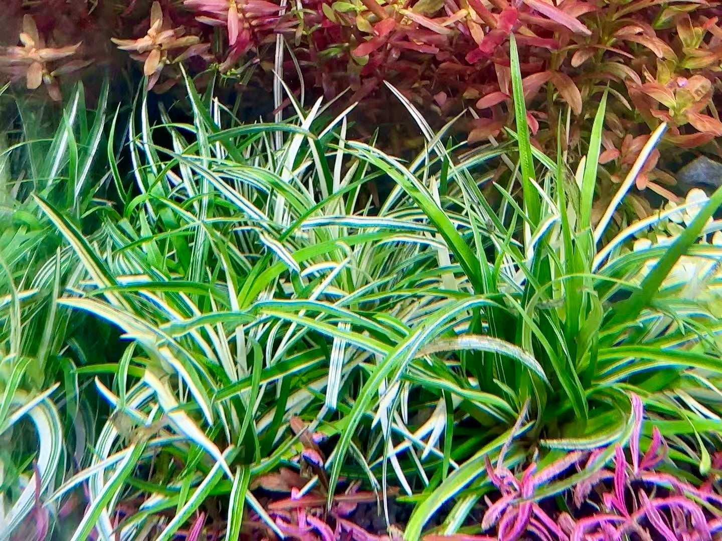 Close-up of green and pink aquatic plants inside aquarium
