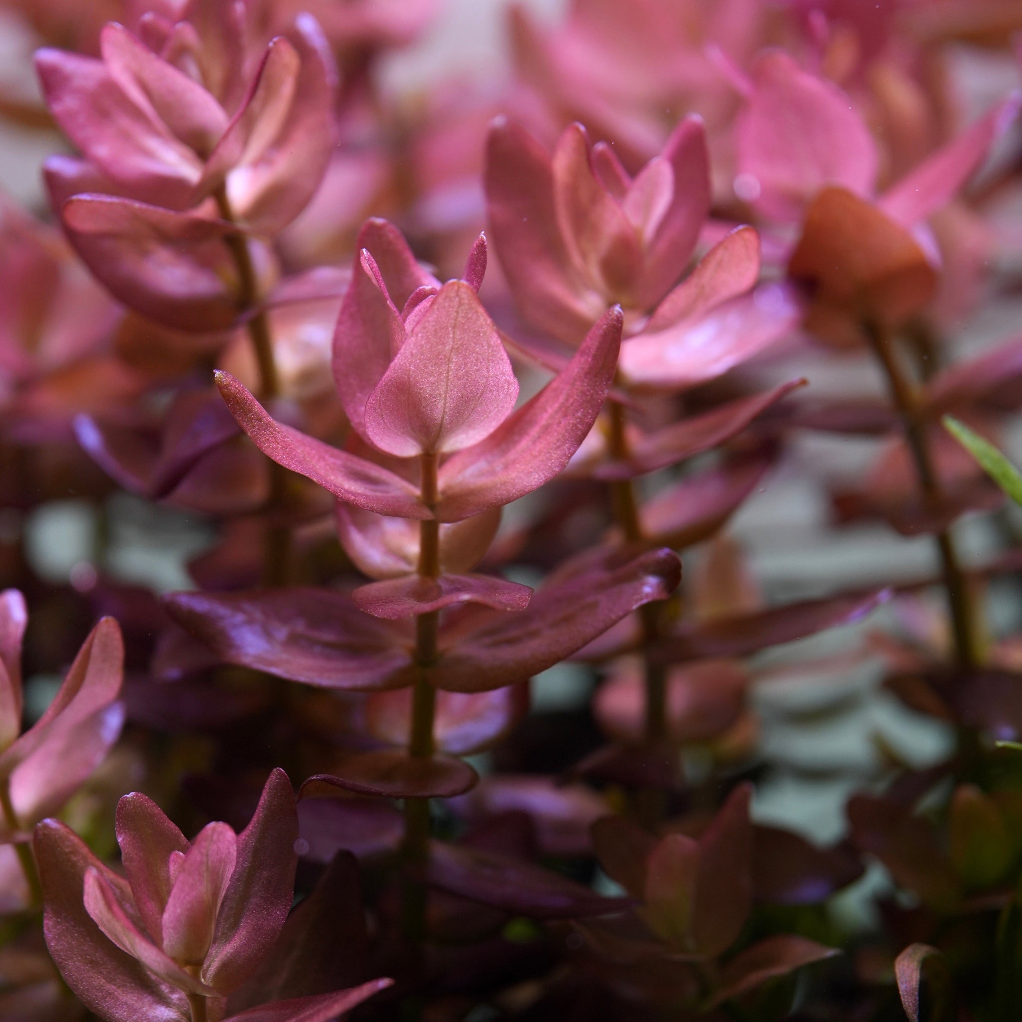 Close-up of bush pink bacopa colorata aquarium plant
