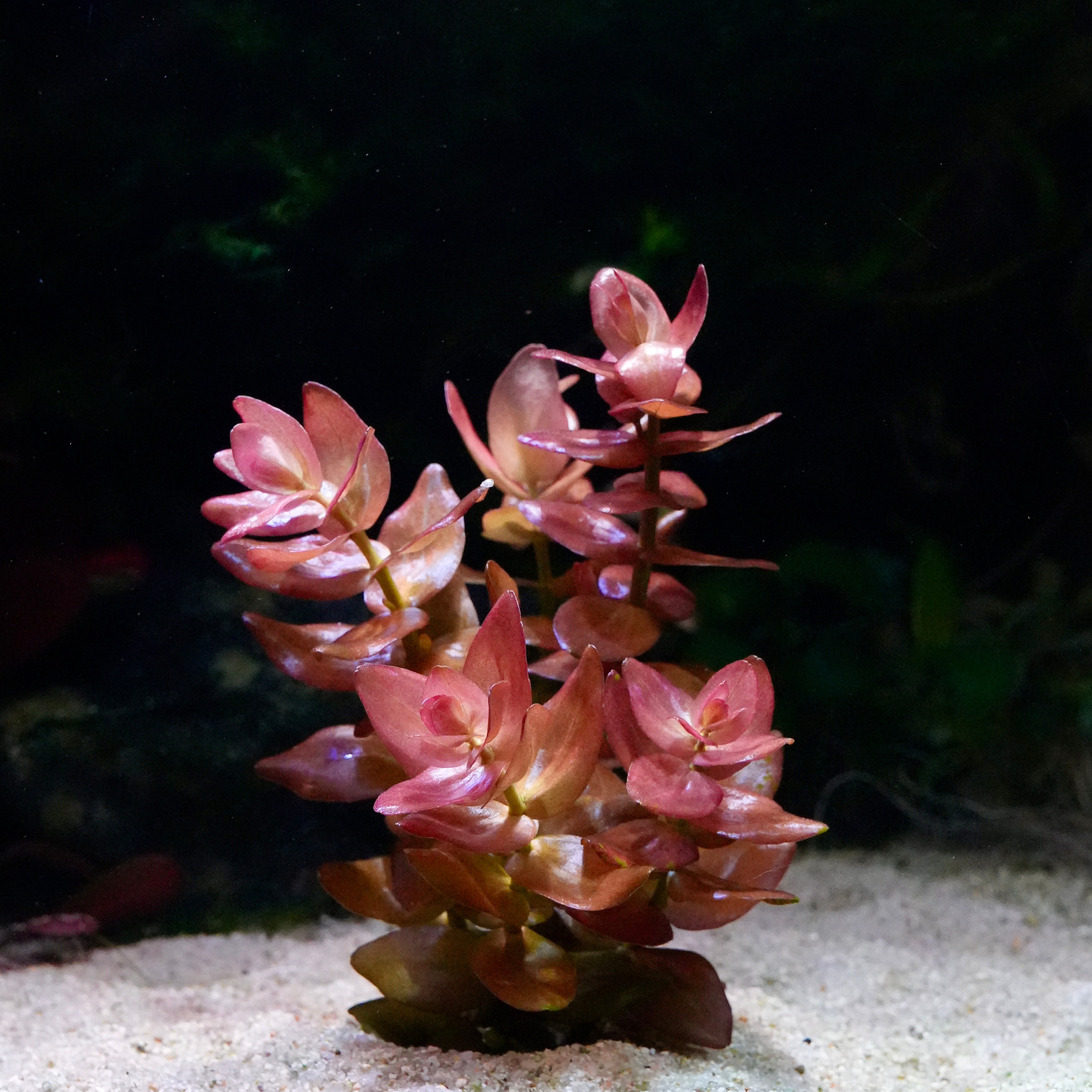 Pink aquarium plant bacopa colorata showing teardrop leaves on a sandy substrate