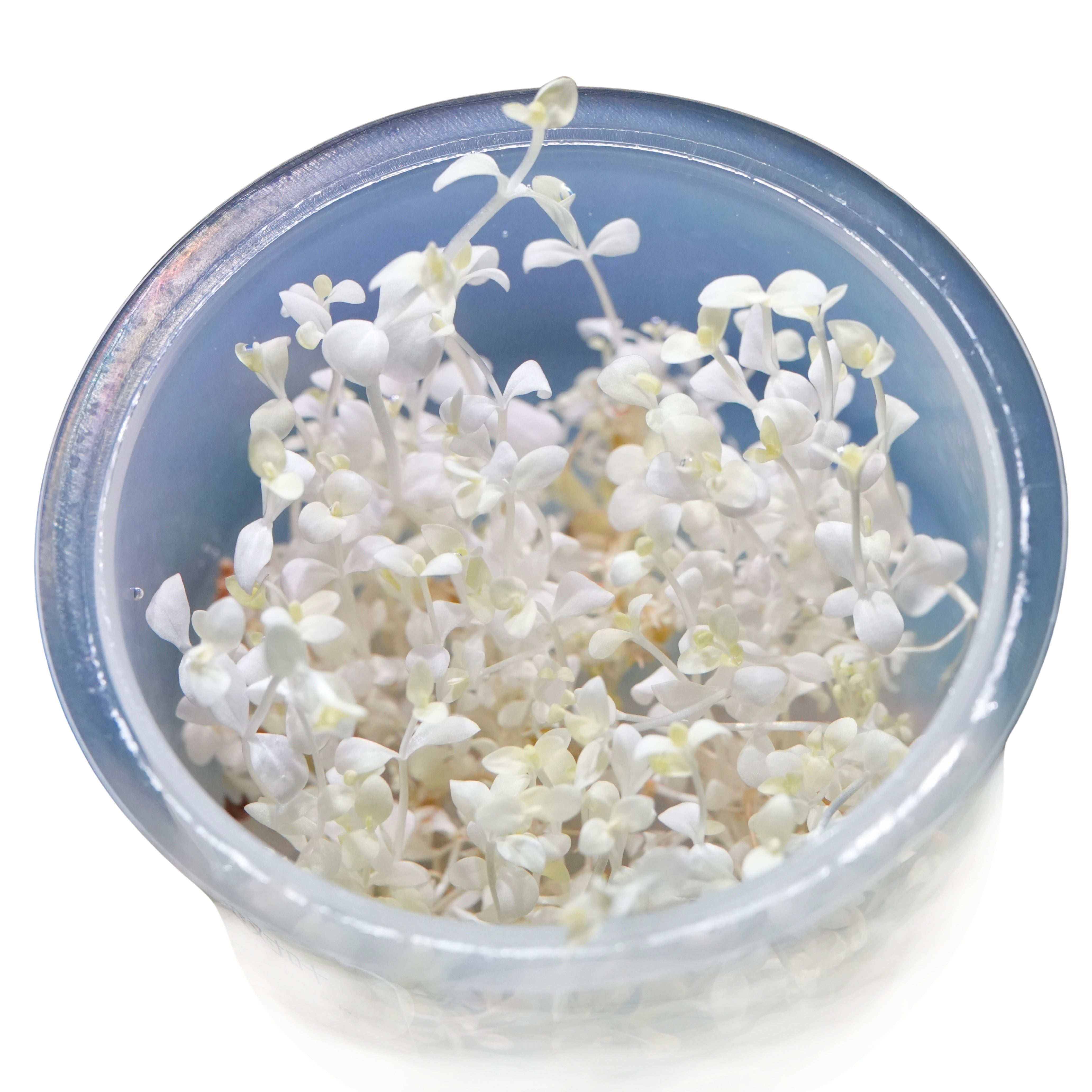 Pot of bacopa monnieri white rare aquarium stem plant in vitro