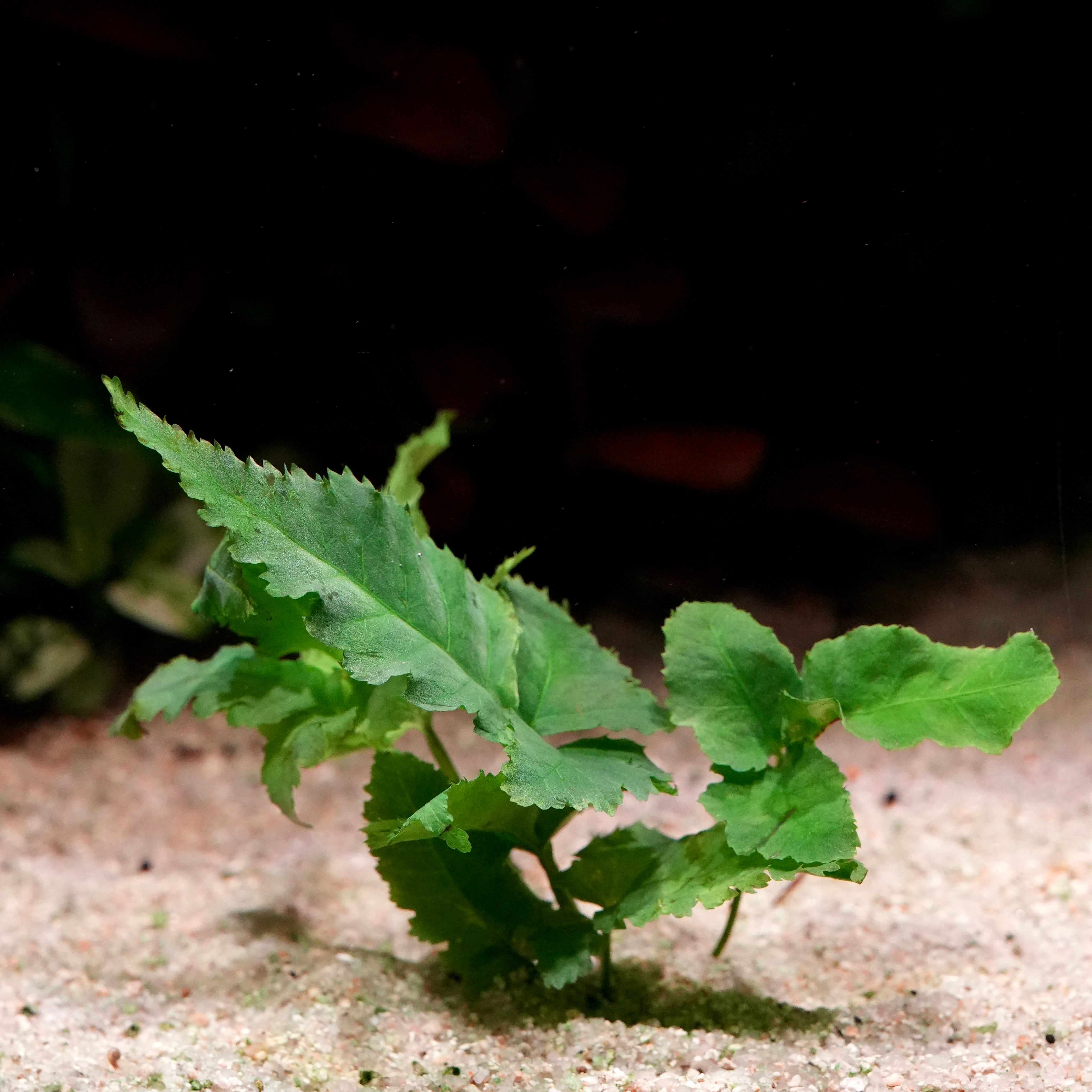 Green bolbitis heteroclita asiatica aquatic fern plant on a sandy substrate