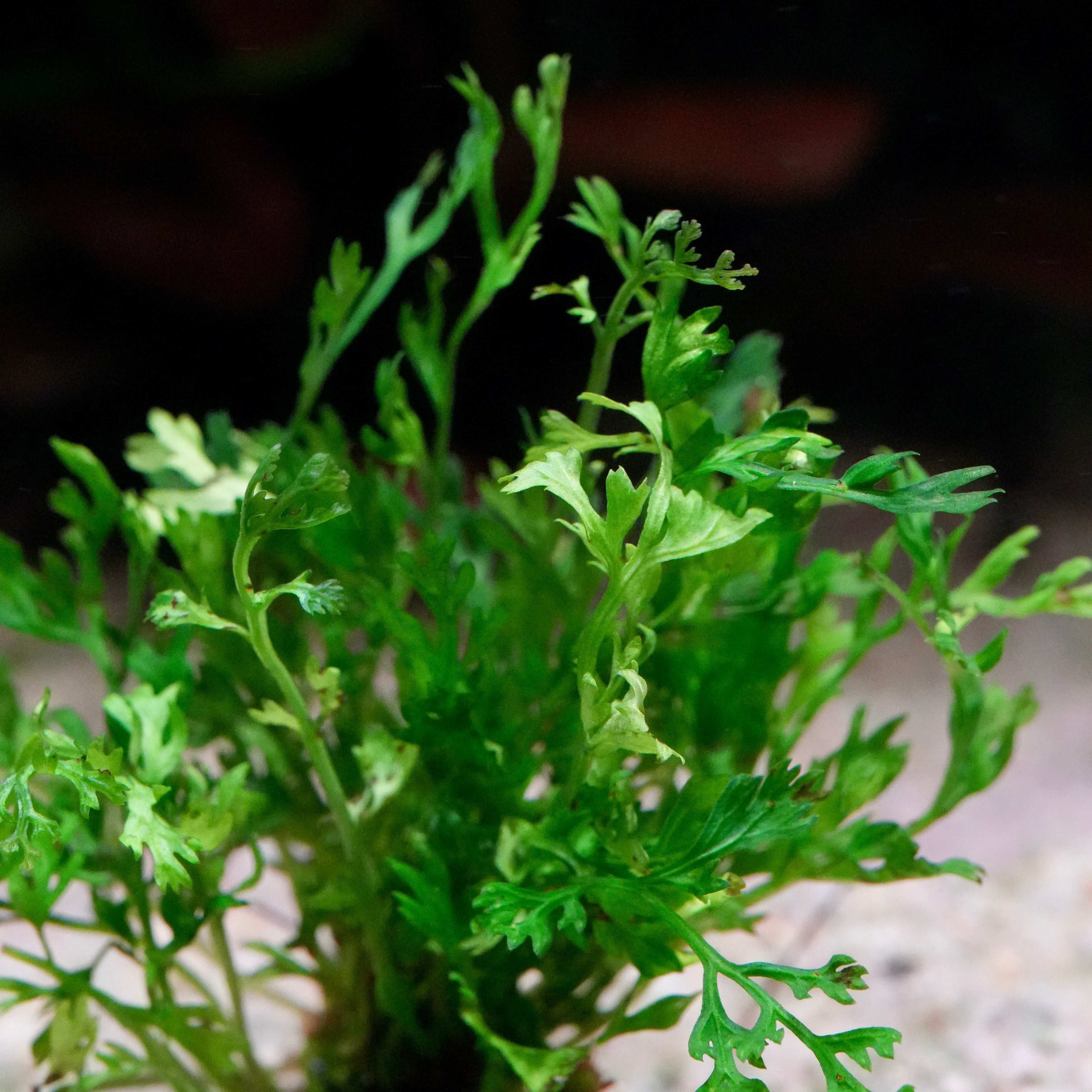 Close-up of a green leafy fern bolbitis heteroclita difformis aquarium plant