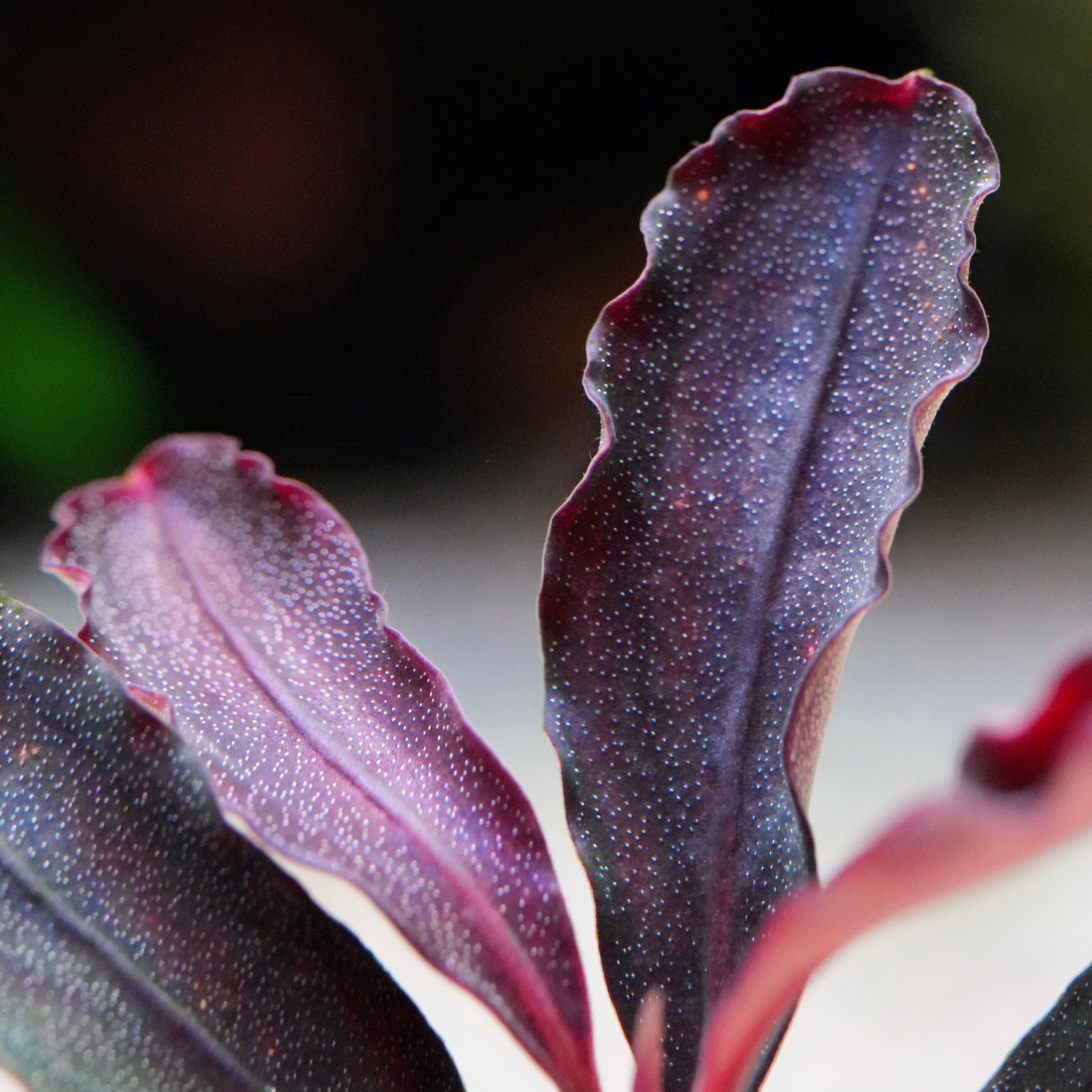 Macro shot of bucephalandra black elf aquarium plant