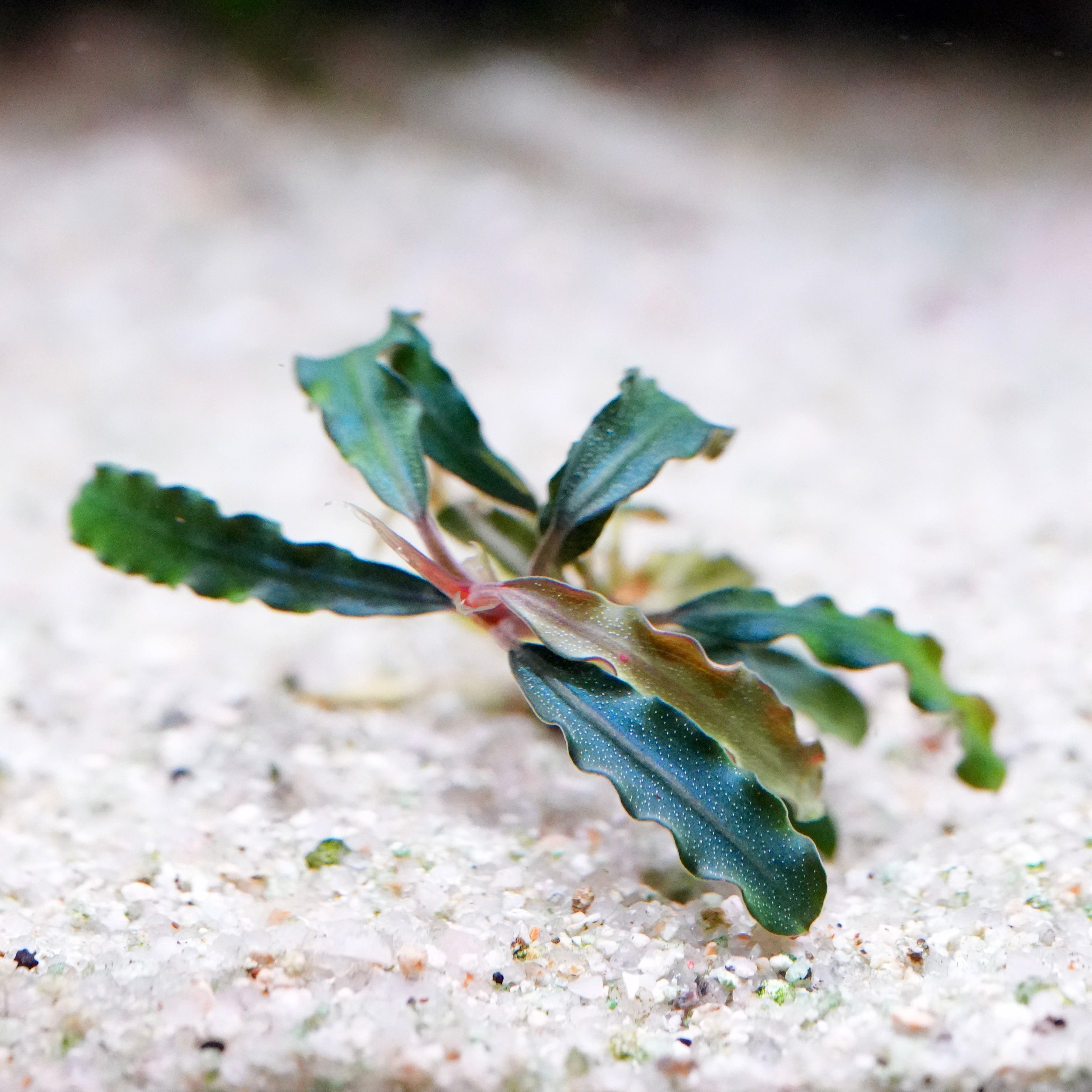 Small colourful bucephalandra dark velvet aquarium plant in sand