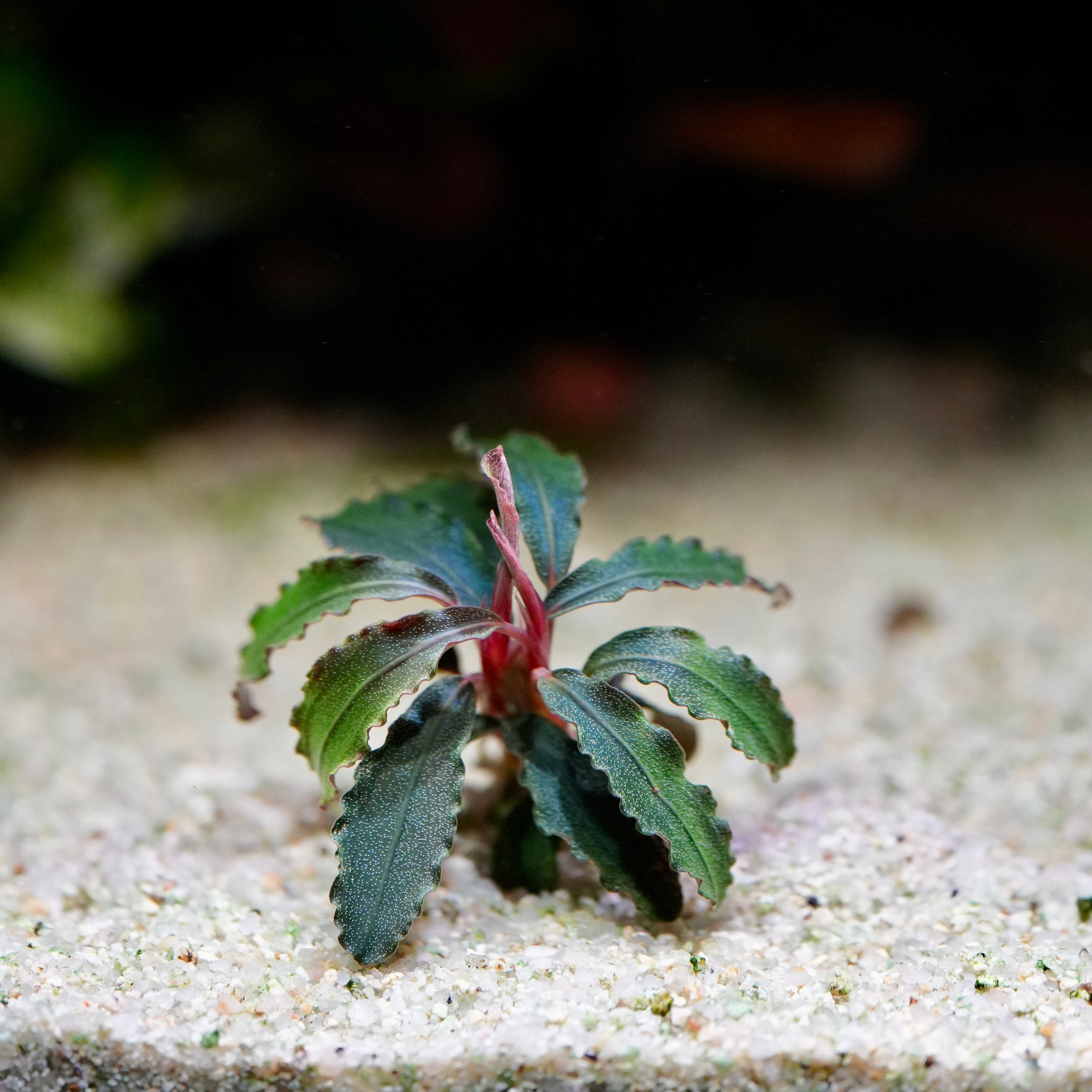 Small bucephalandra godzilla kedagang red aquarium plant with green leaves and red stems on a sandy surface