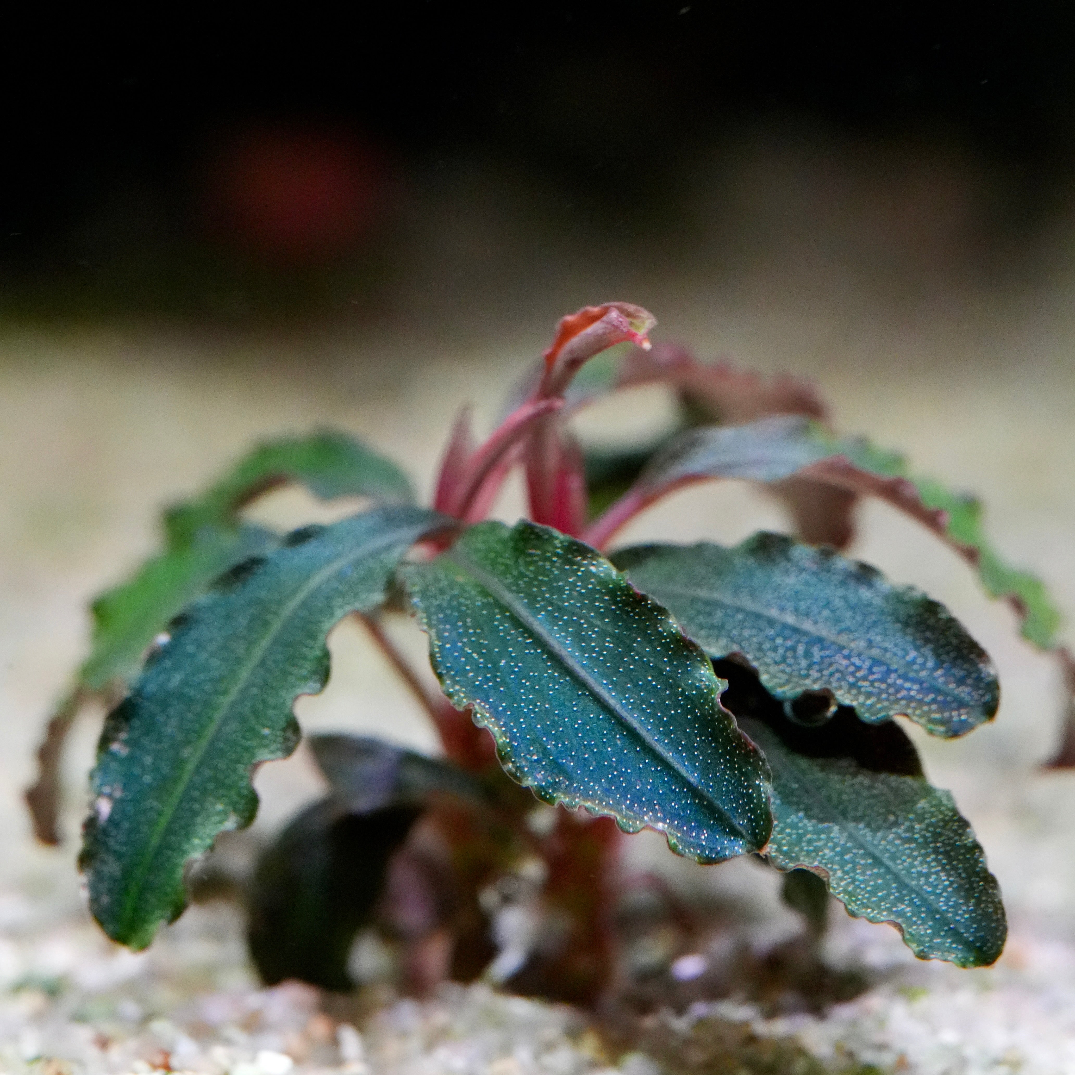 Macro shot of bucephalandra godzilla kedagang red aquarium plant leaf