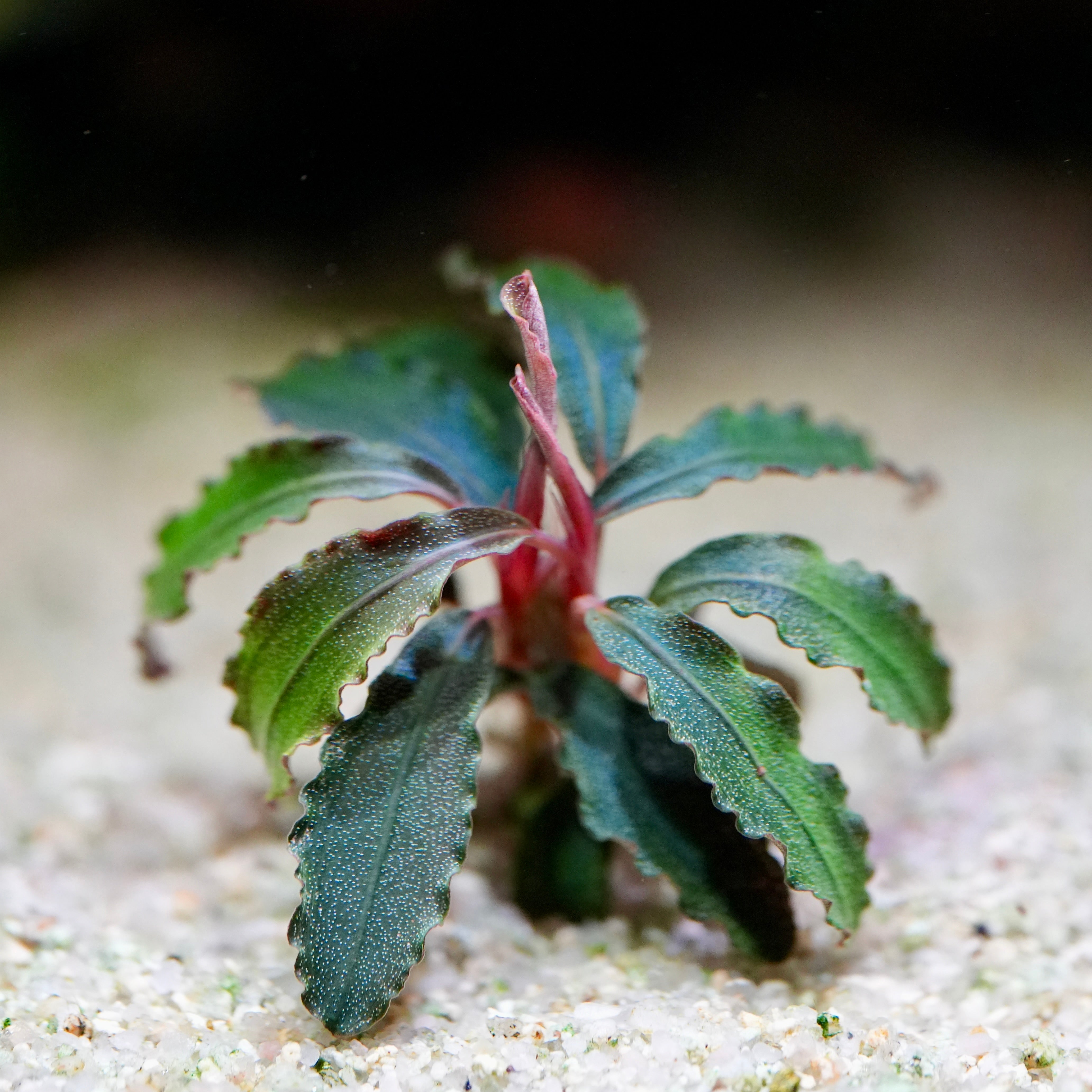 Small green bucephalandra godzilla kedagang red aquarium plant