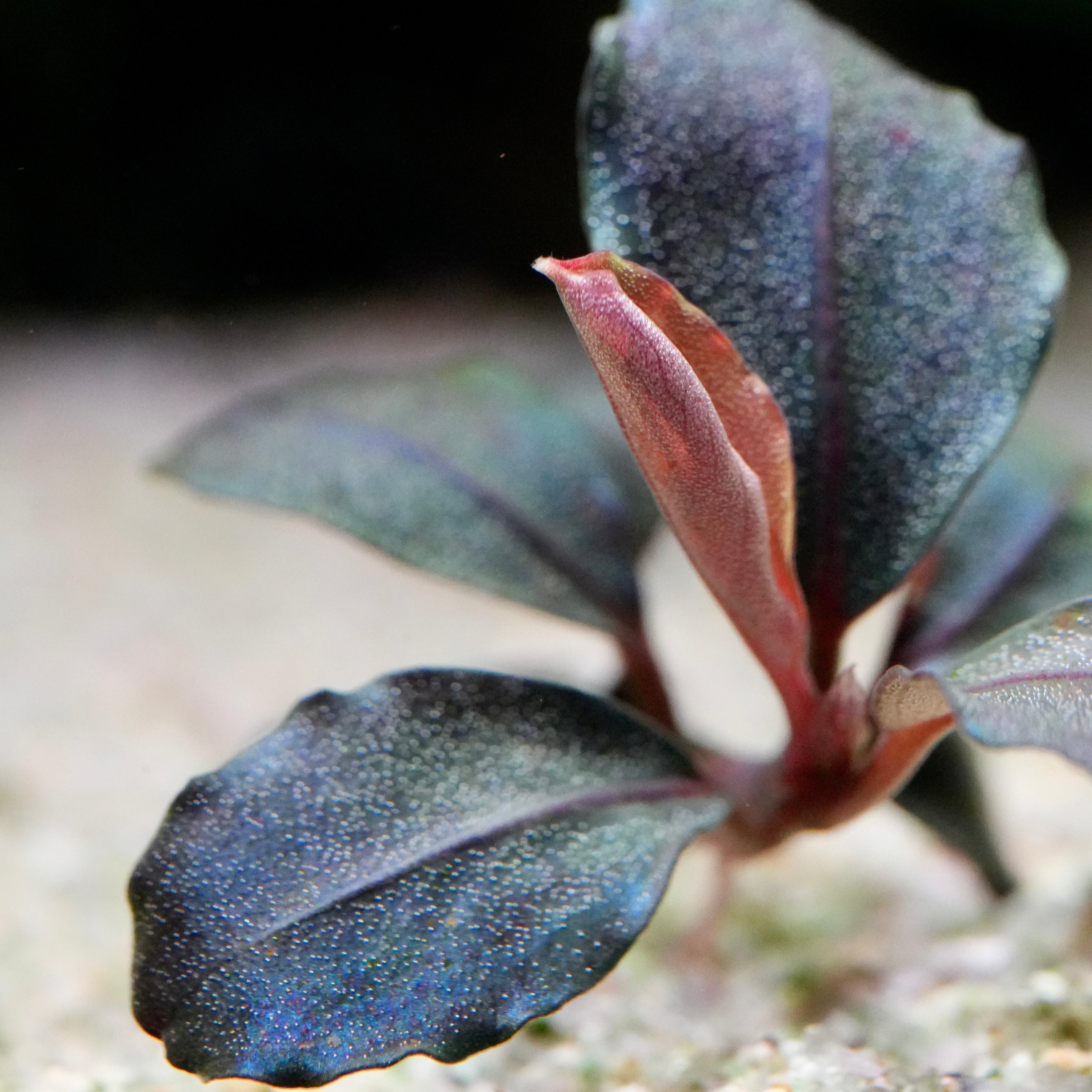 Macro shot of bucephalandra helena 12 aquarium epiphyte plant with purple and green leaves on a blurred background