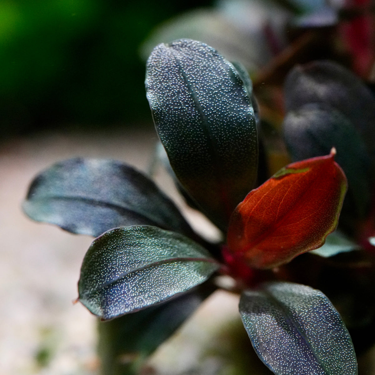 Macro of a small bucephalandra helena long leaf rare aquarium epiphyte plant with glossy dark green to bluish-green leaves and a prominent reddish-orange new leaf at the center.