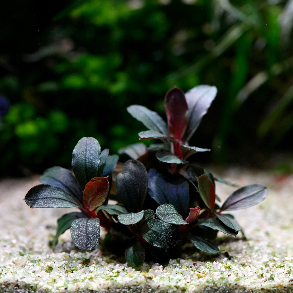 A bucephalandra helena long leaf rare aquarium epiphyte plant with blue green to nearly black leaves and reddish-purple undersides.