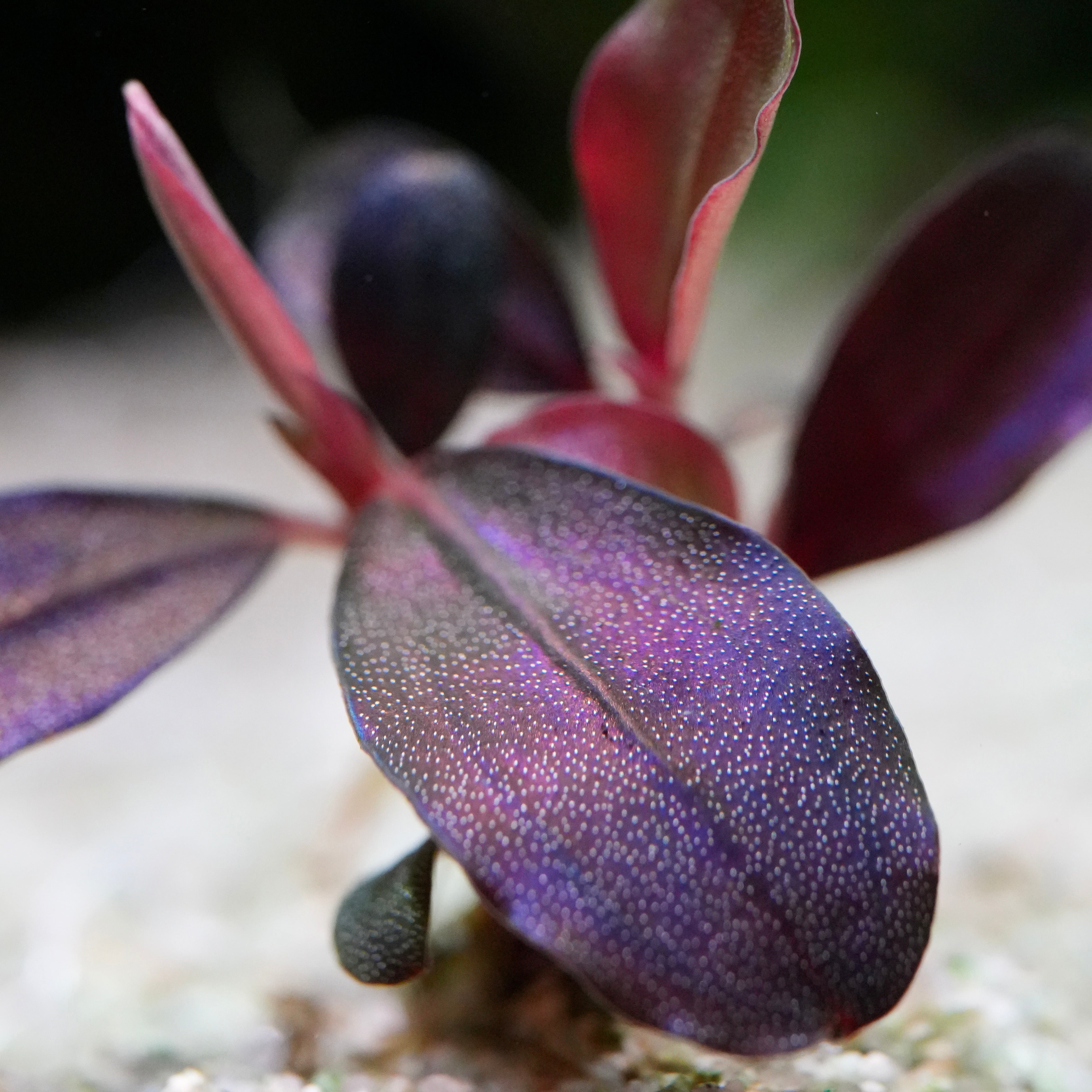 Macro shot of purple leaf from bucephalandra helena purple rare aquarium plant epiphyte