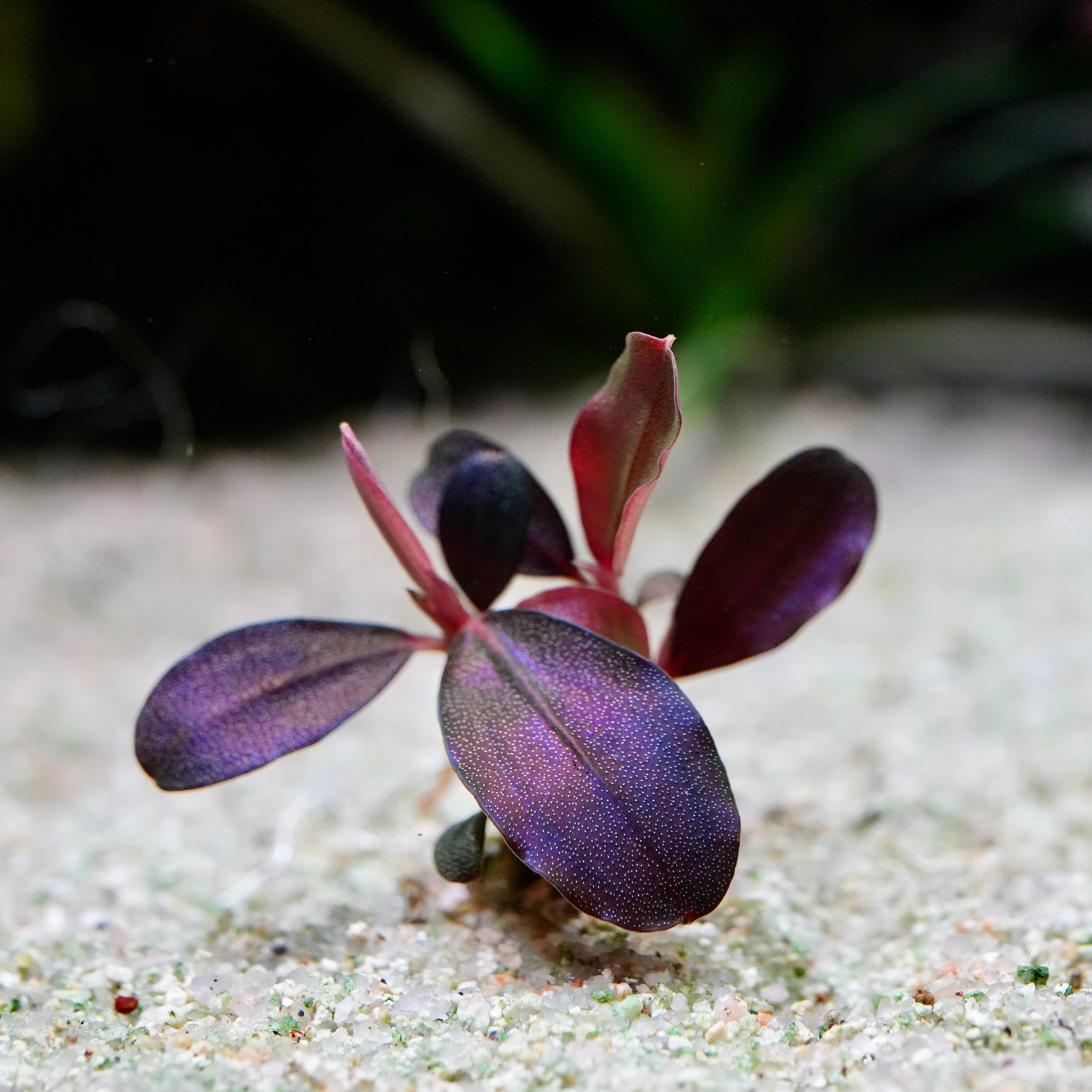 Small purple bucephalandra helena purple rare aquarium plant epiphyte plant on a sandy surface