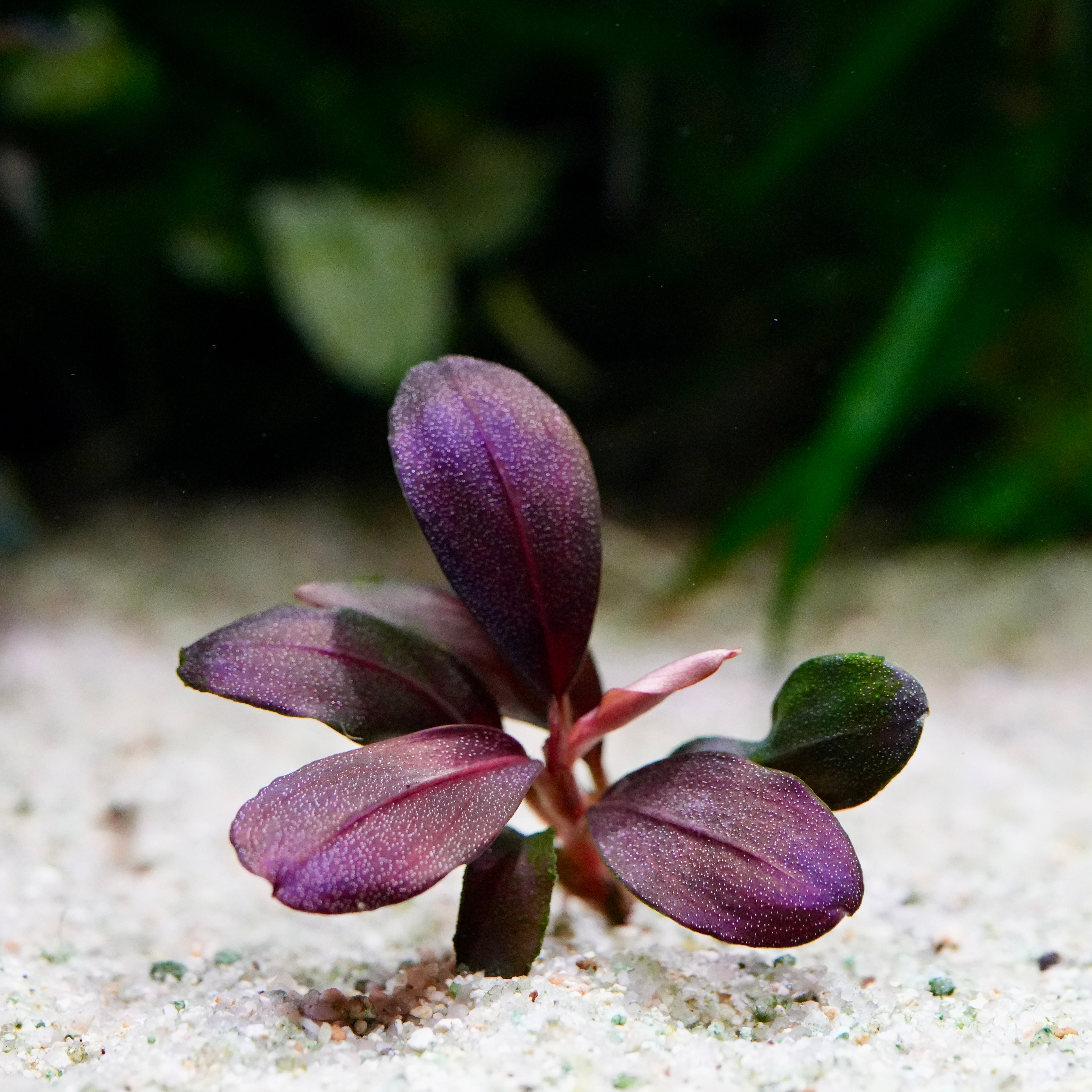 A small bucephalandra helena red banana rare epiphyte aquarium plant with oval, deep purple leaves emerging from white sand in an aquarium setting