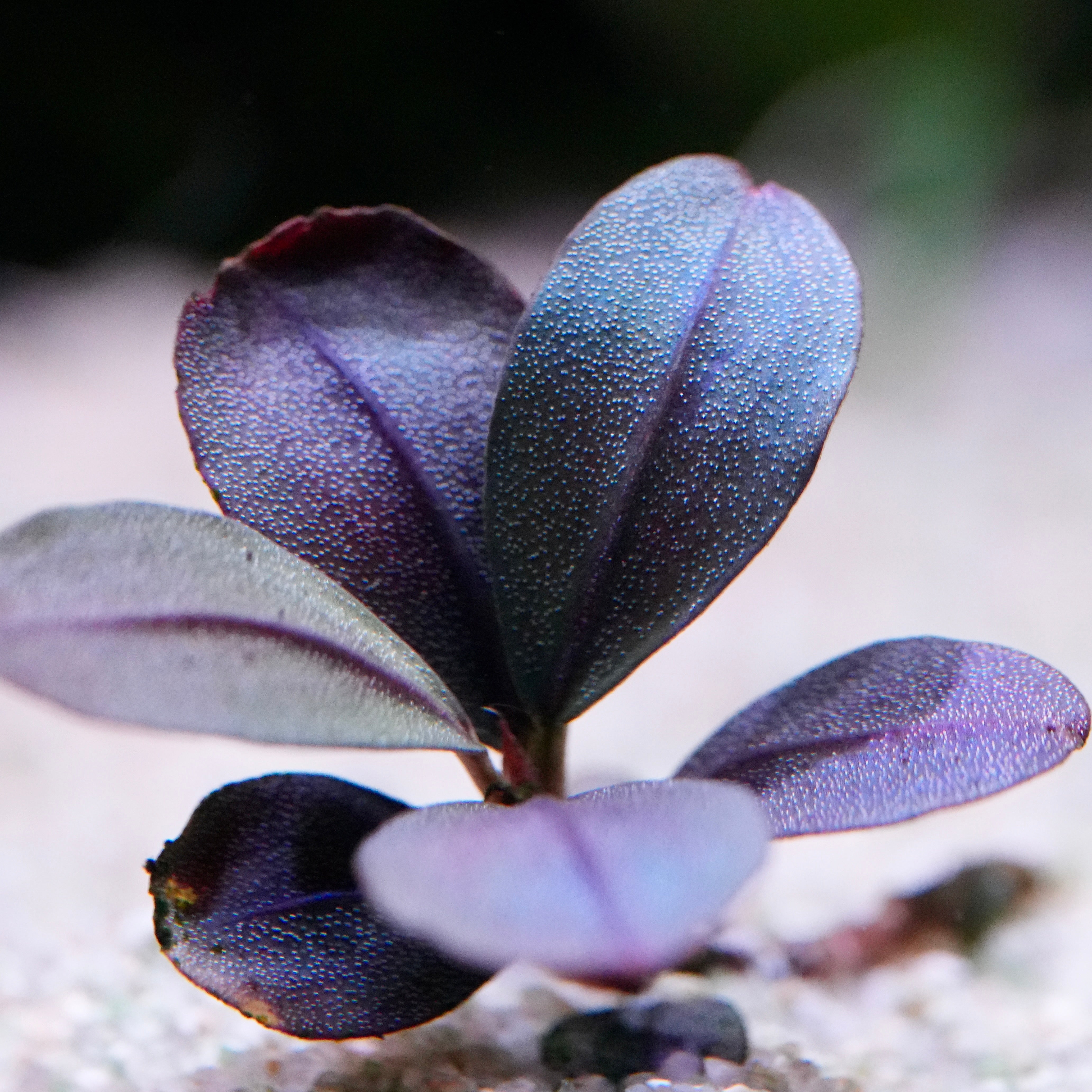 Close-up of a blue purple leafy bucephalandra ice round aquarium plant epiphyte