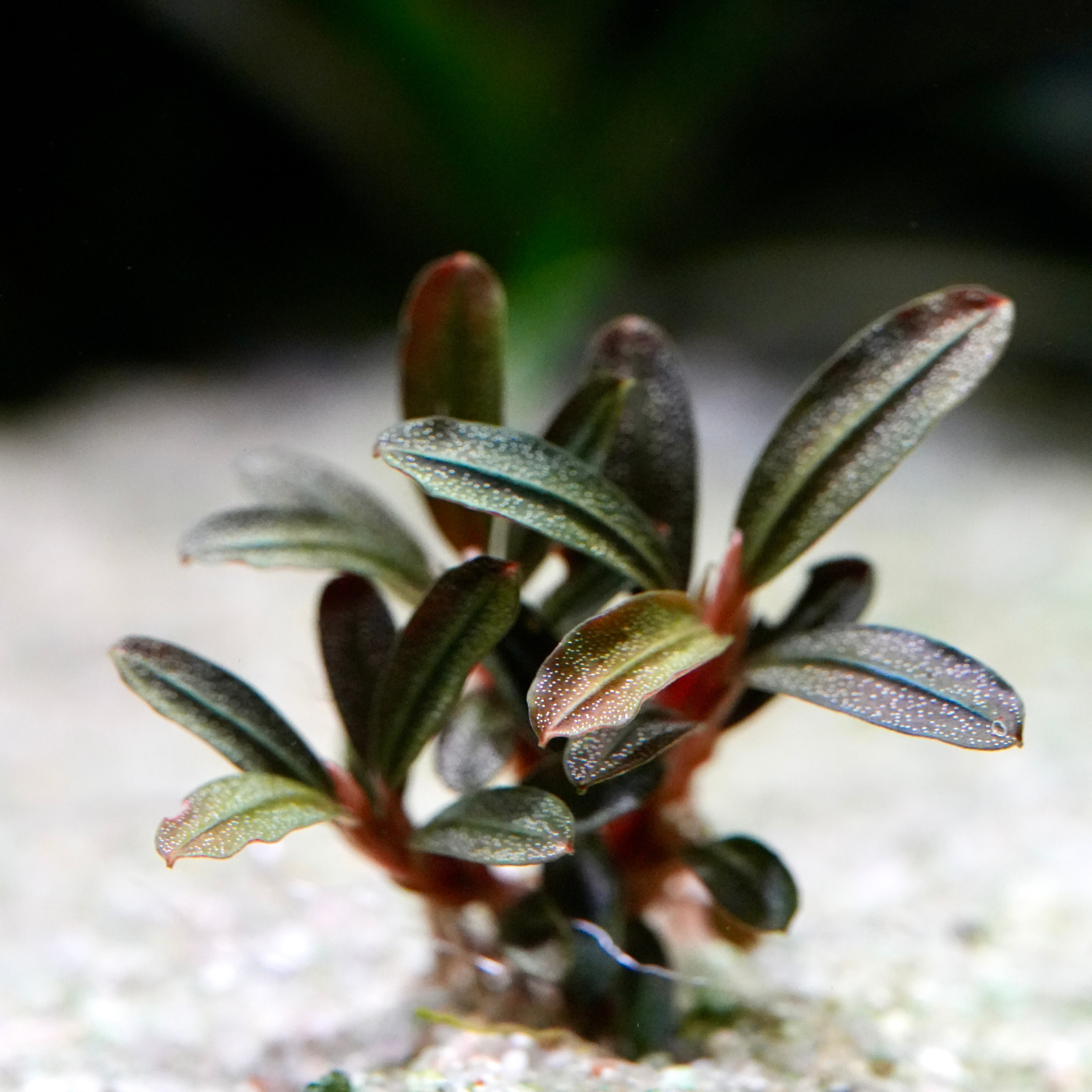Macro shot of bucephalandra jade seed rare epiphyte aquarium plant