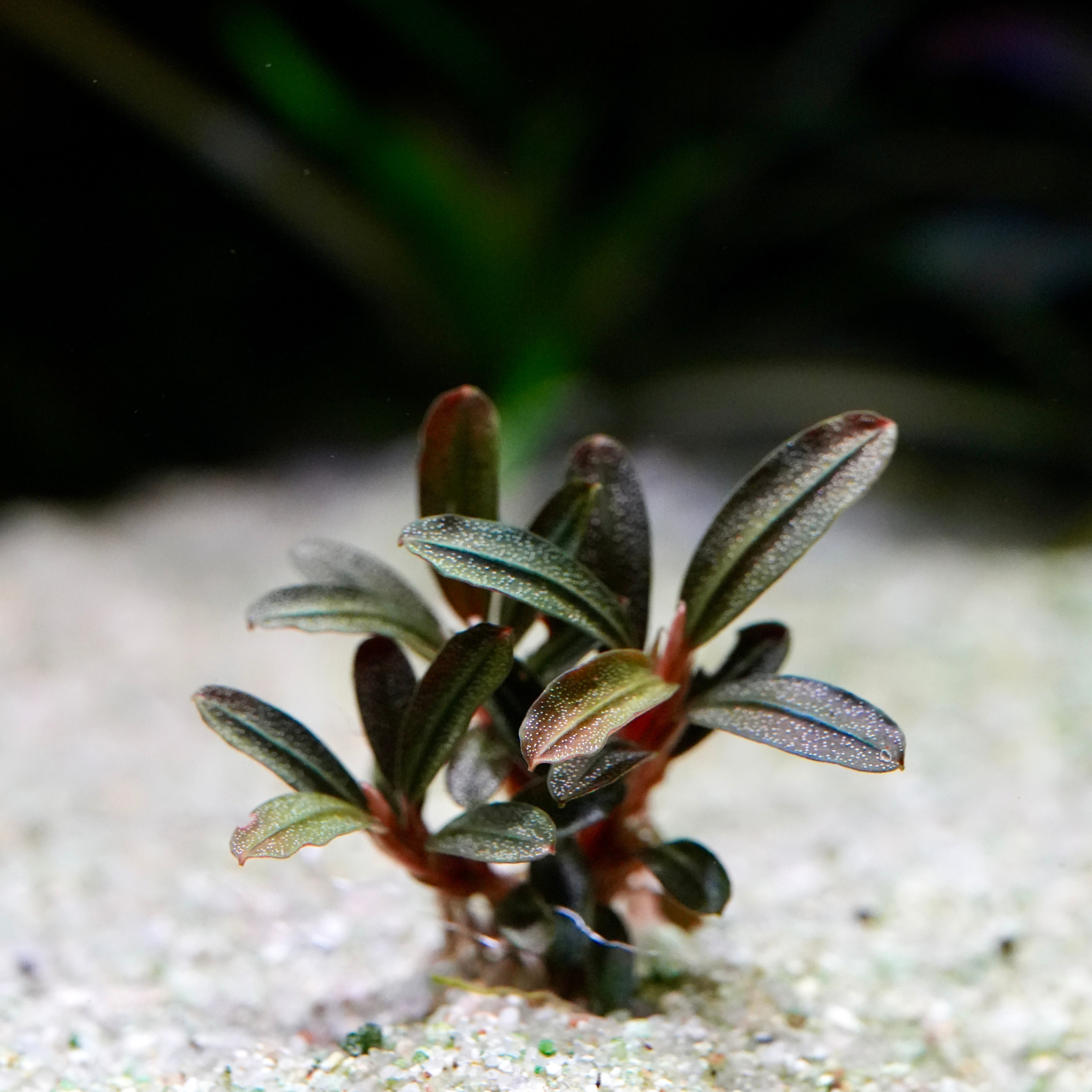 Small bucephalandra jade seed rare epiphyte aquarium plant with green leaves on a sandy surface