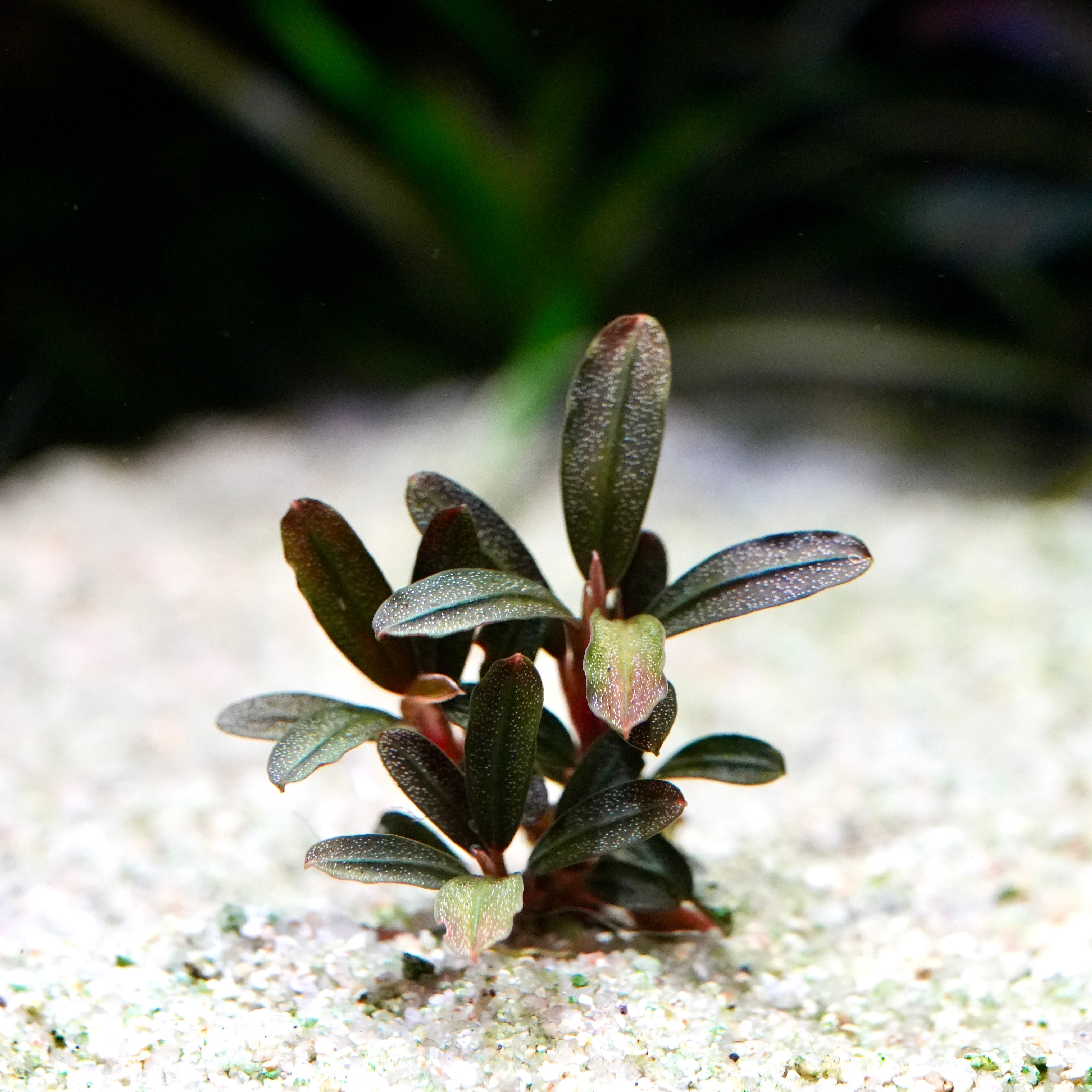 Green bucephalandra jade seed rare epiphyte aquarium plant with long narrow leaves