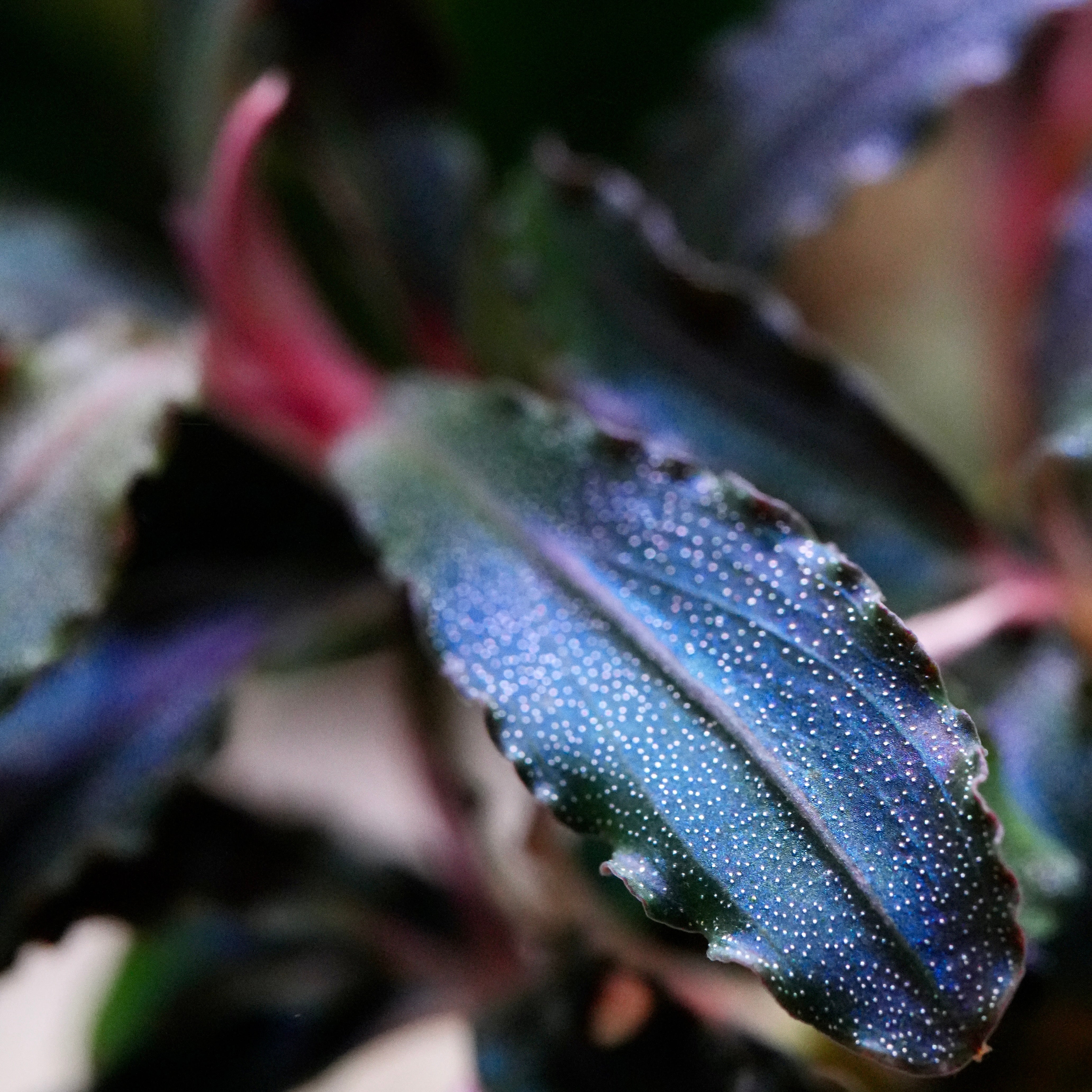 Macro shot of purple and blue leaf from bucephalandra kedagang purple aquarium epiphyte plant