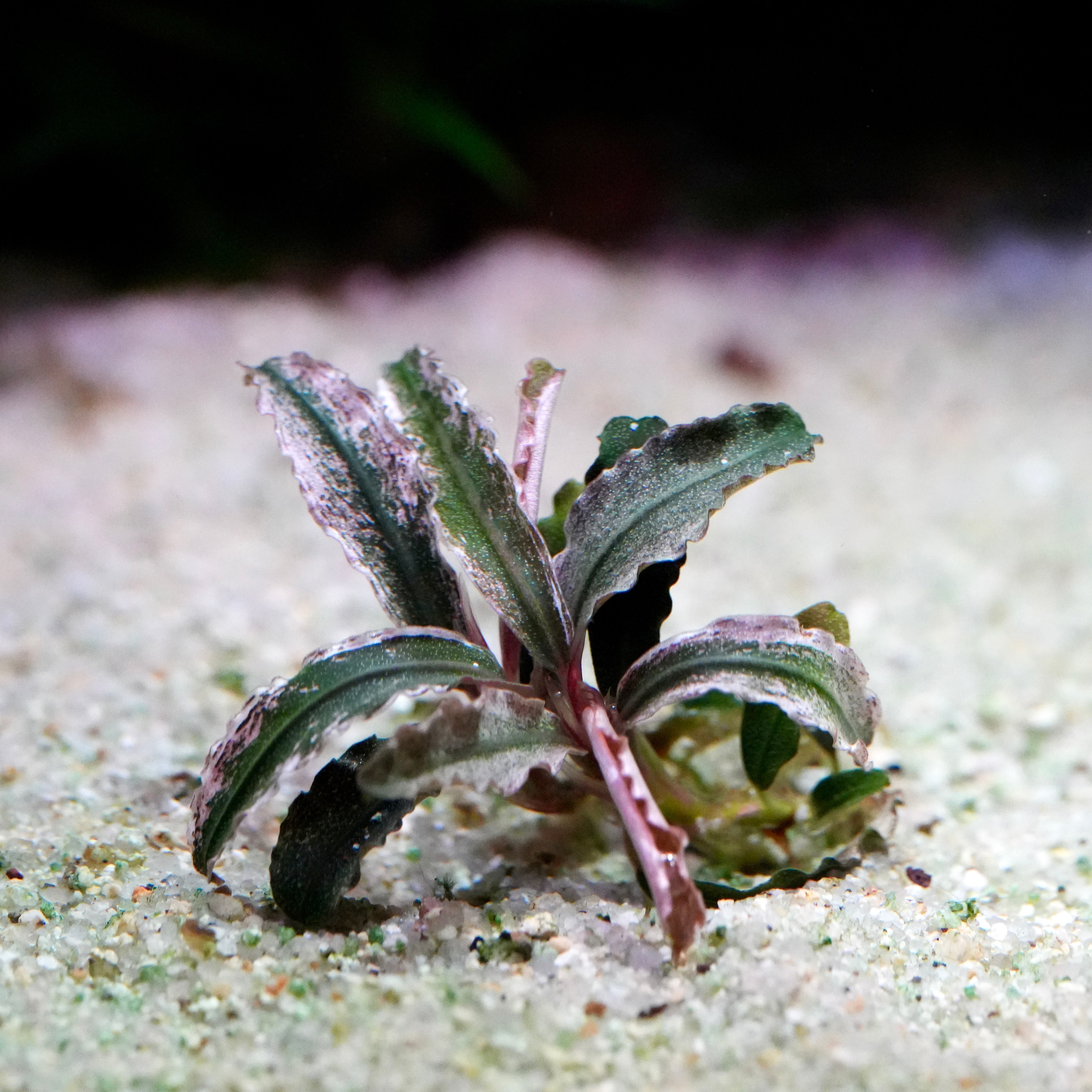 Small bucephalandra kedagang red godzilla aquarium plant with pink on sandy substrate