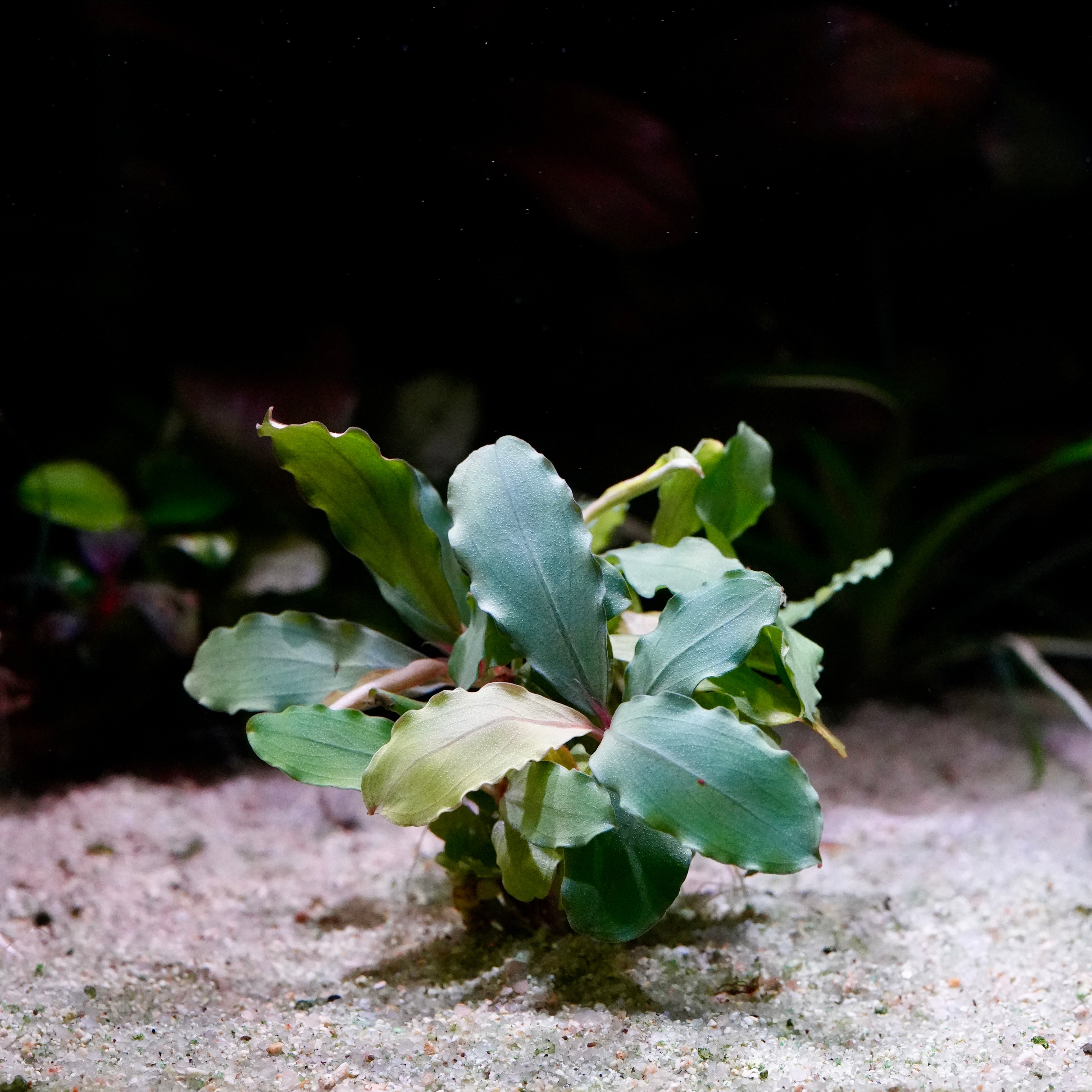 Large leaf bucephalandra lagoon aquarium plant epiphyte growing in sand with a dark background