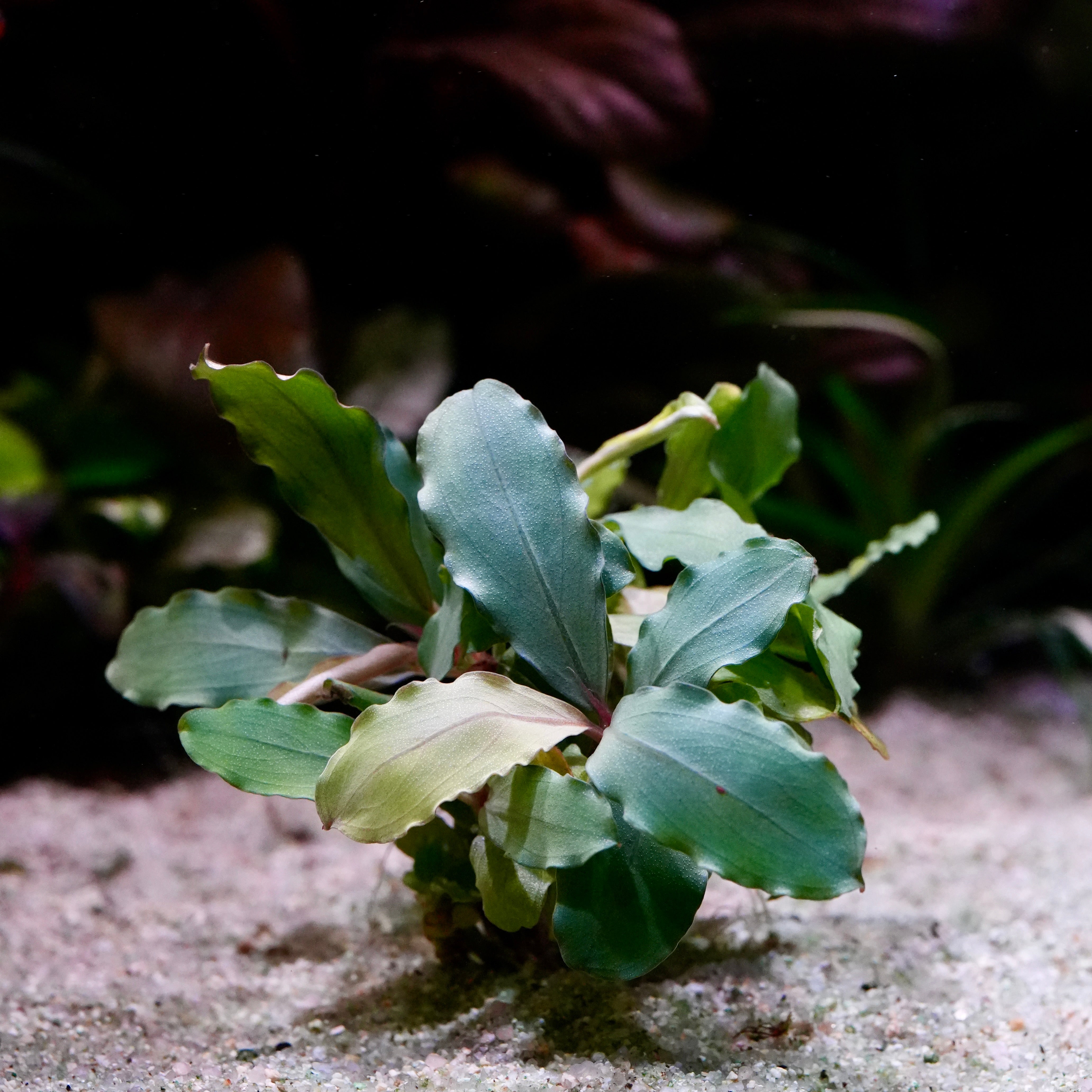Green and yellow bucephalandra lagoon aquarium plant epiphyte on a sandy substrate with blurred background