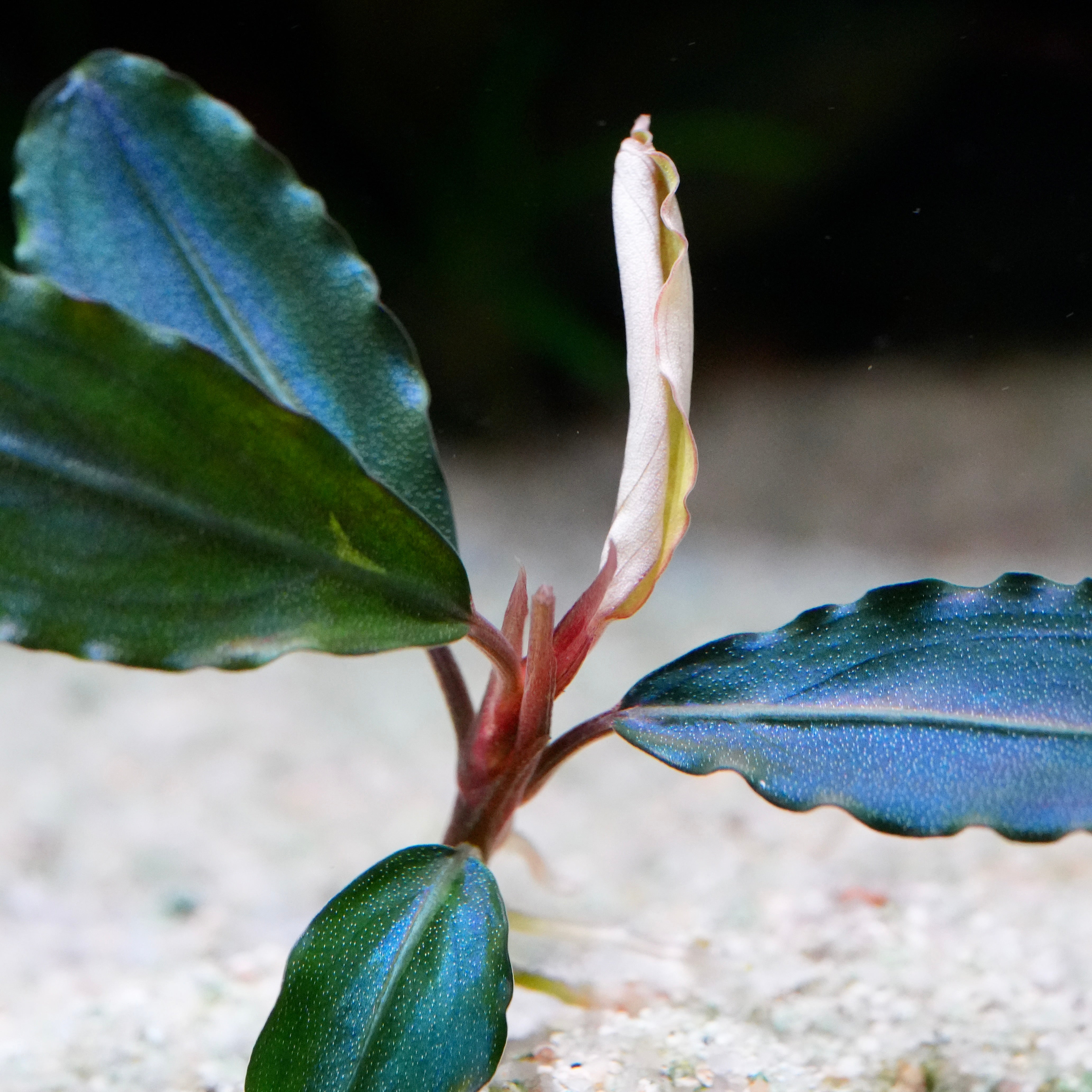 Close-up of a bucephalandra maestro blue epiphyte aquarium plant with blue and green leaves